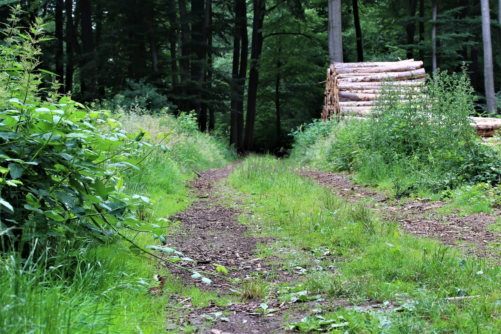 A natural path in the forest with grass on the median and a stack of wood at the side