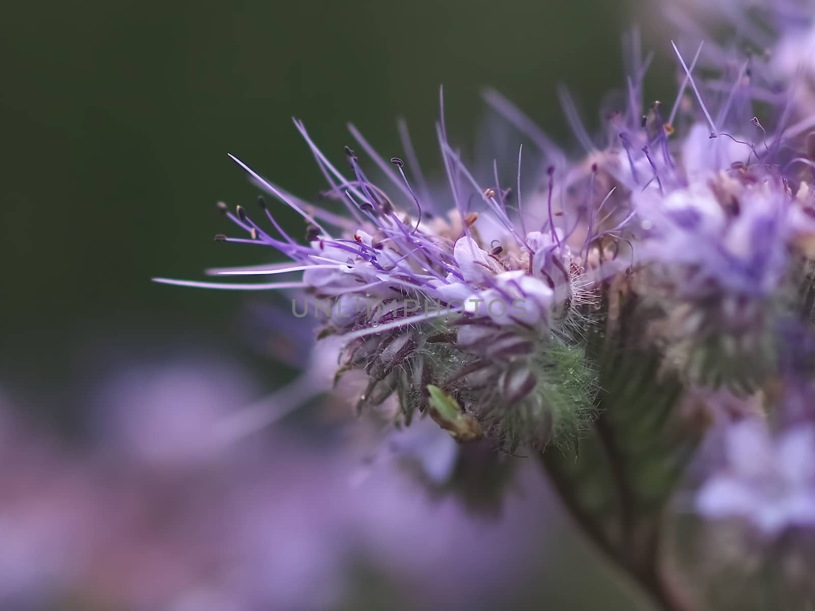Macro of purple flowers of the pirate family by Stimmungsbilder