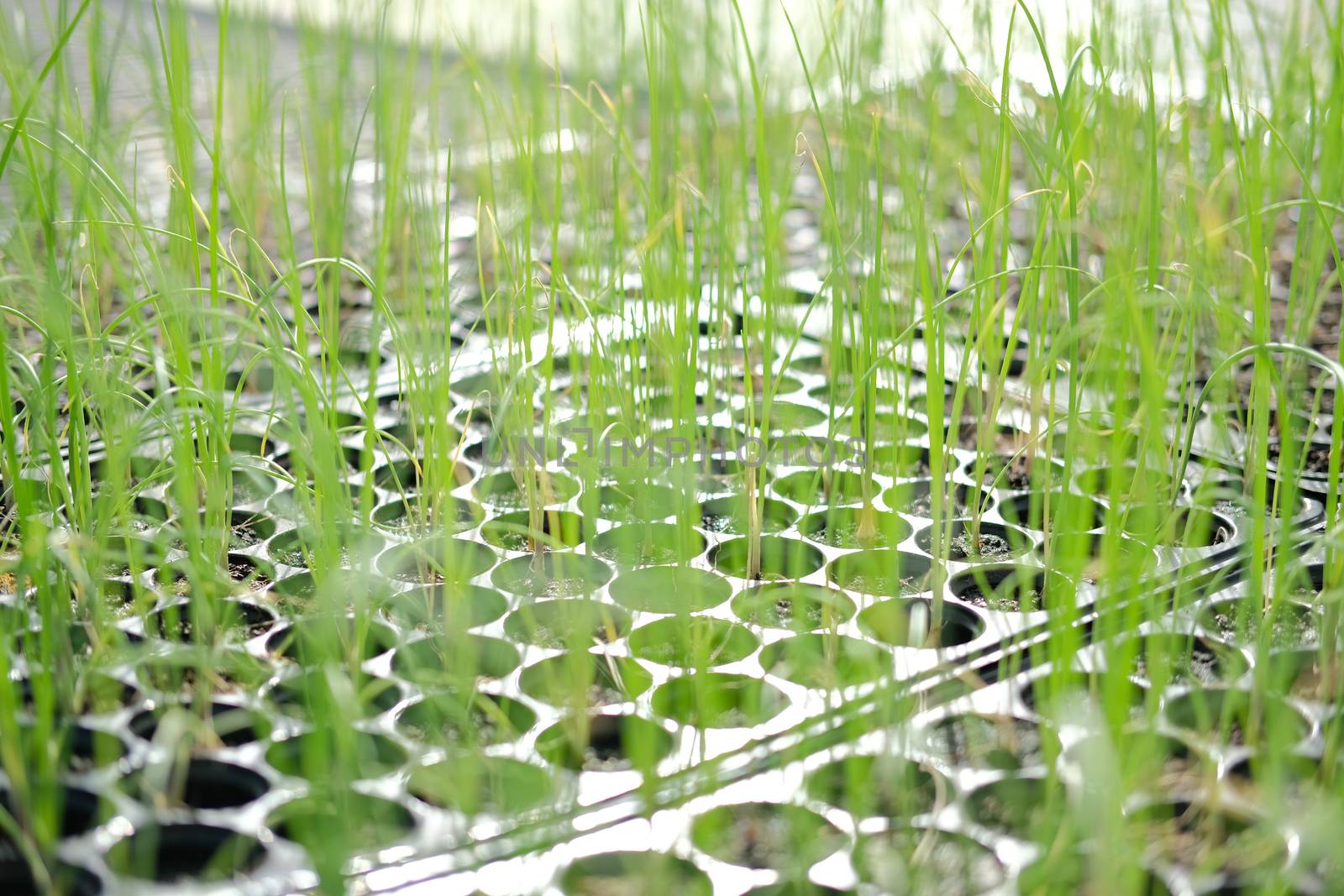 shallot sprout seedling plant growing in nursery greenhouse in farm