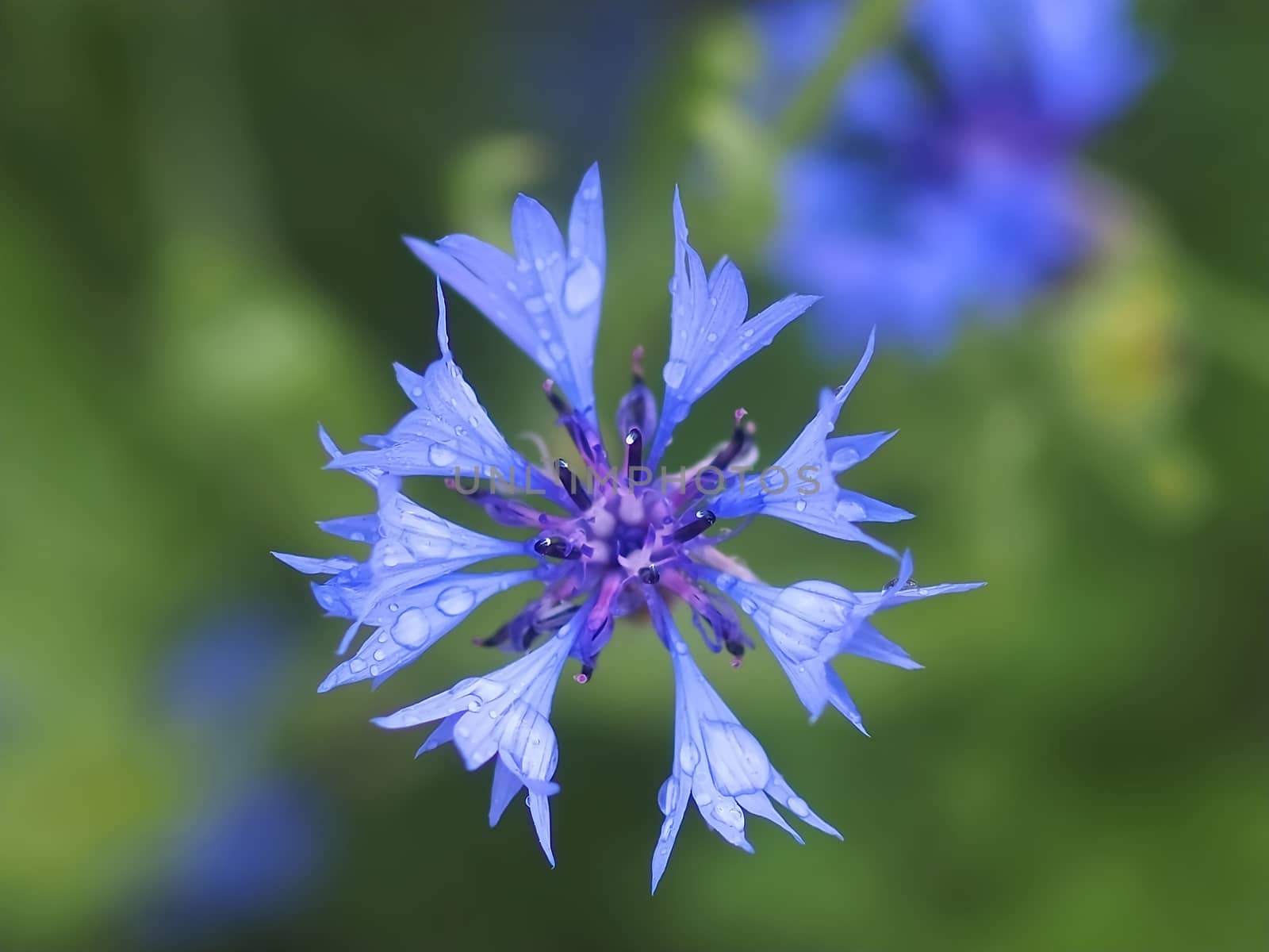 Macro of a blue cornflower with rain drops by Stimmungsbilder