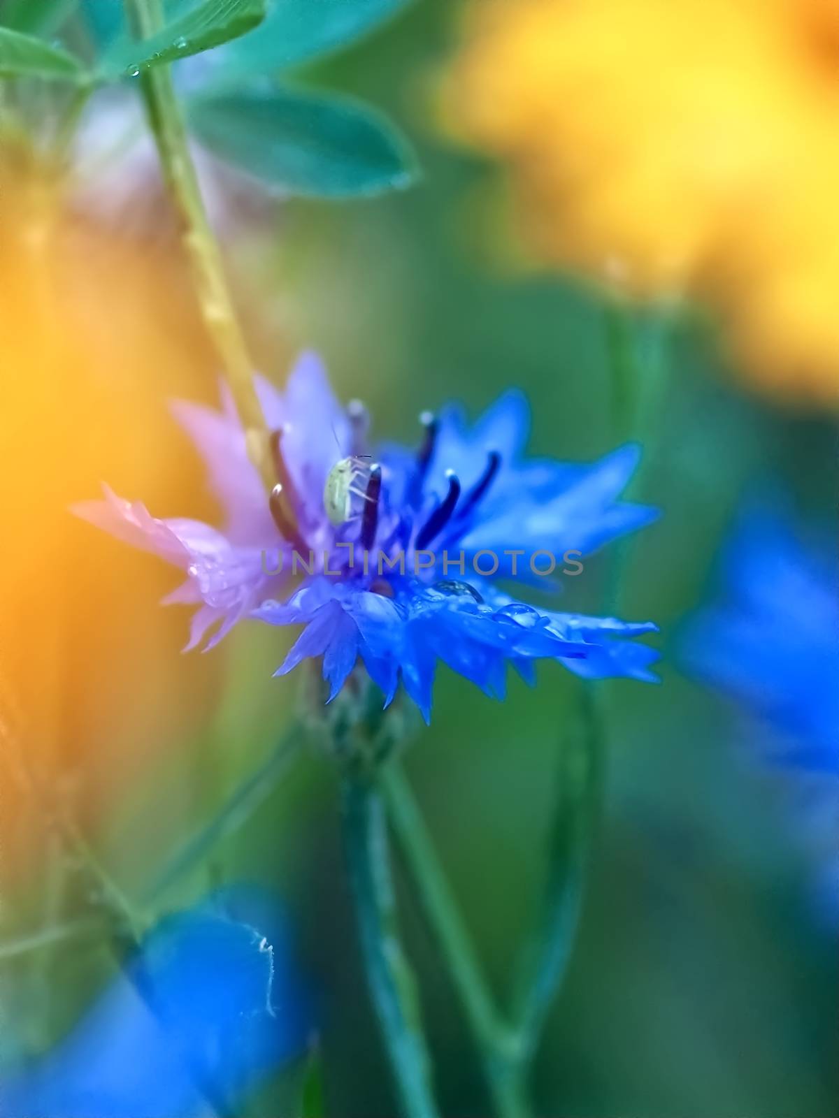 Macro of a blue corn flower with water drops