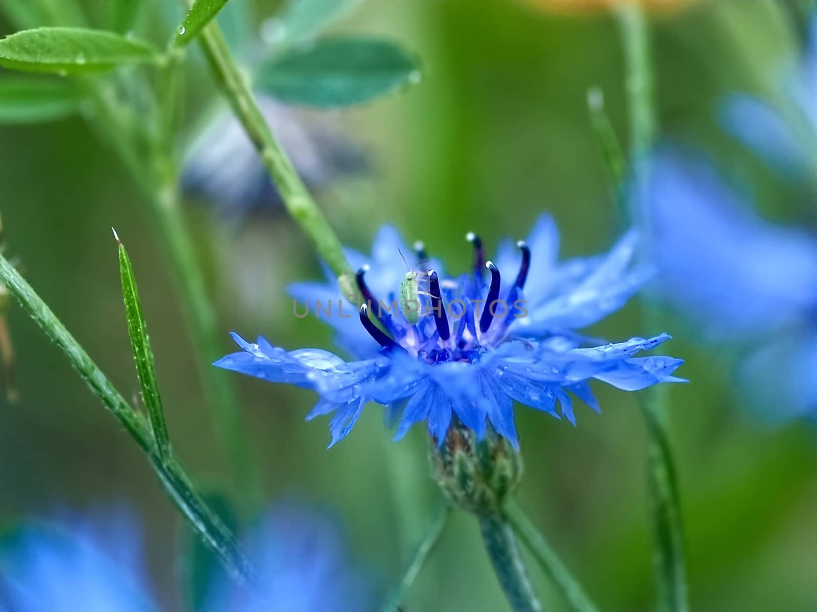 Macro of a blue corn flower with water drops