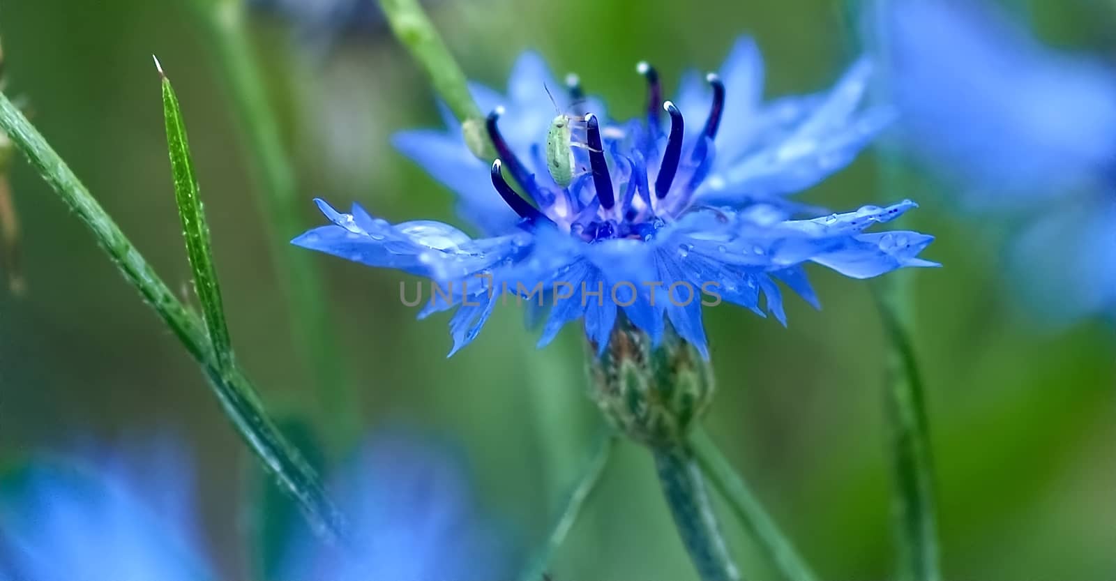 Macro of a blue cornflower with rain drops by Stimmungsbilder