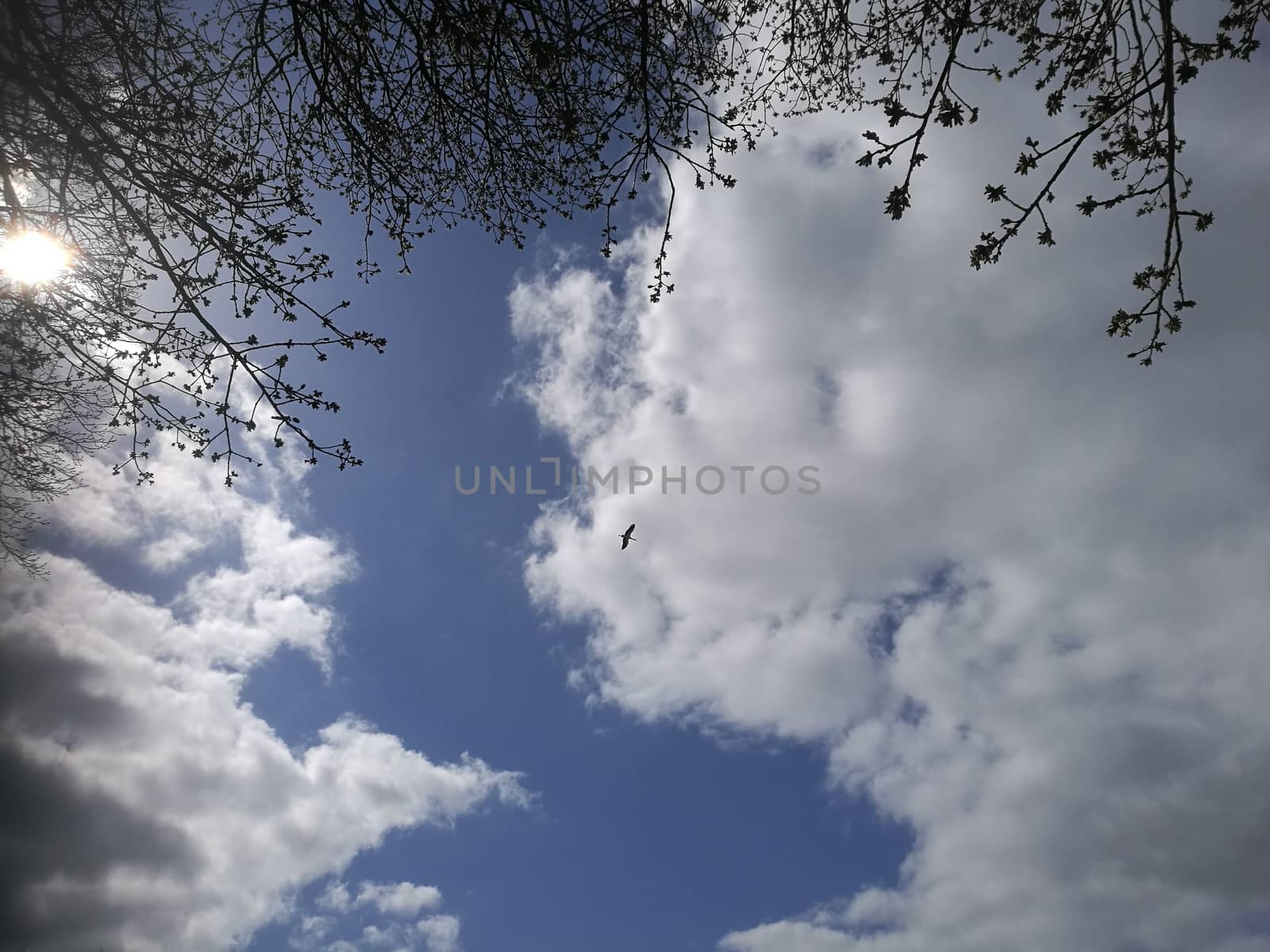 view to the blue sky with some clouds and trees at the side