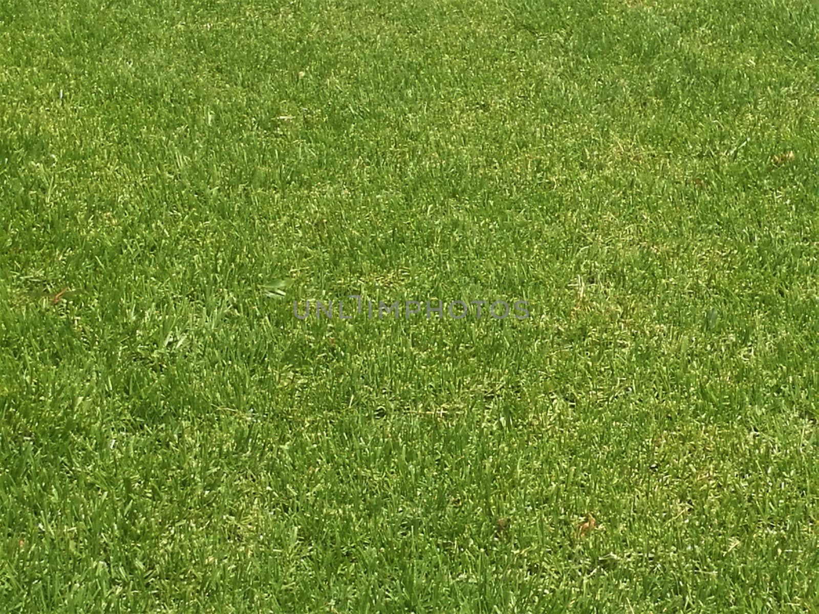 Greener lawn as a close up with open space