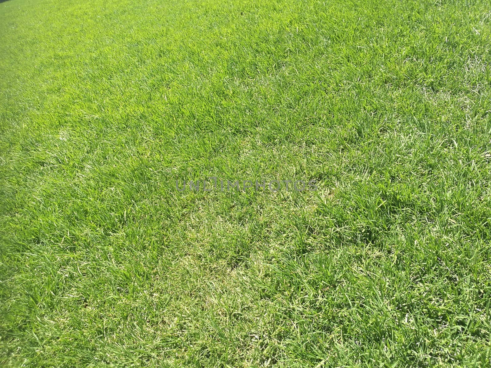 Greener lawn as a close up with open space