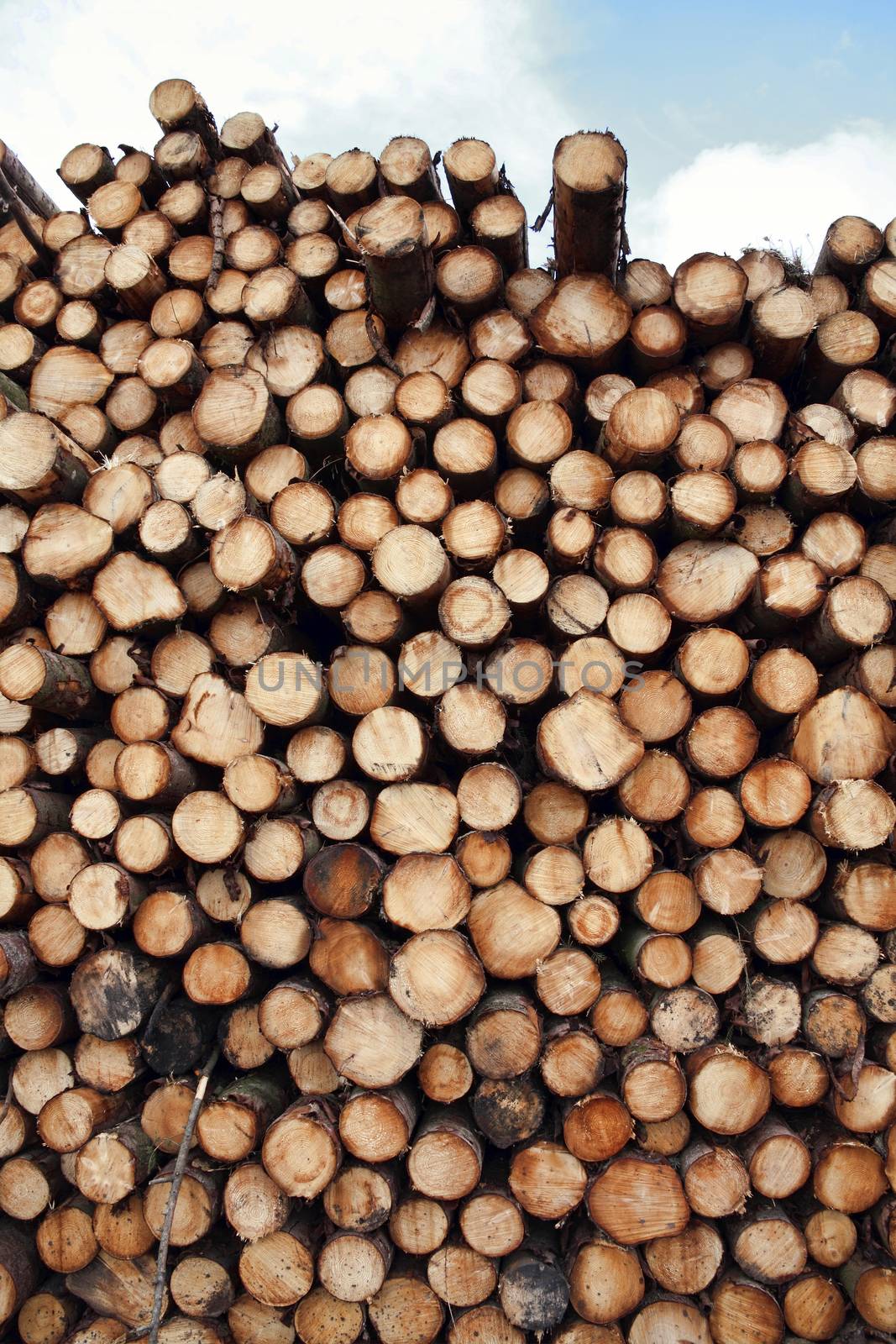 Forest pine trees log trunks felled by the logging timber industry which may have an environment conservation impact stock photo