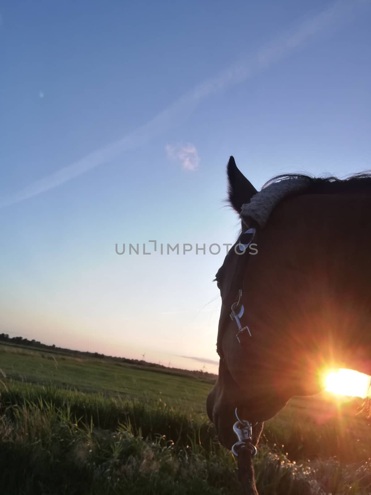 A head of horse on a green meadow in front of a sunset and a blue sky