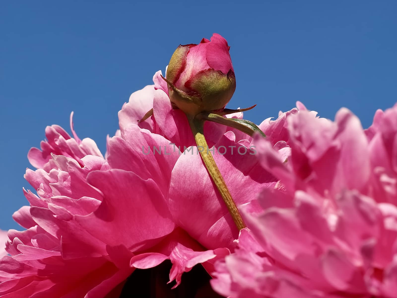 Macro of a pink peony flower