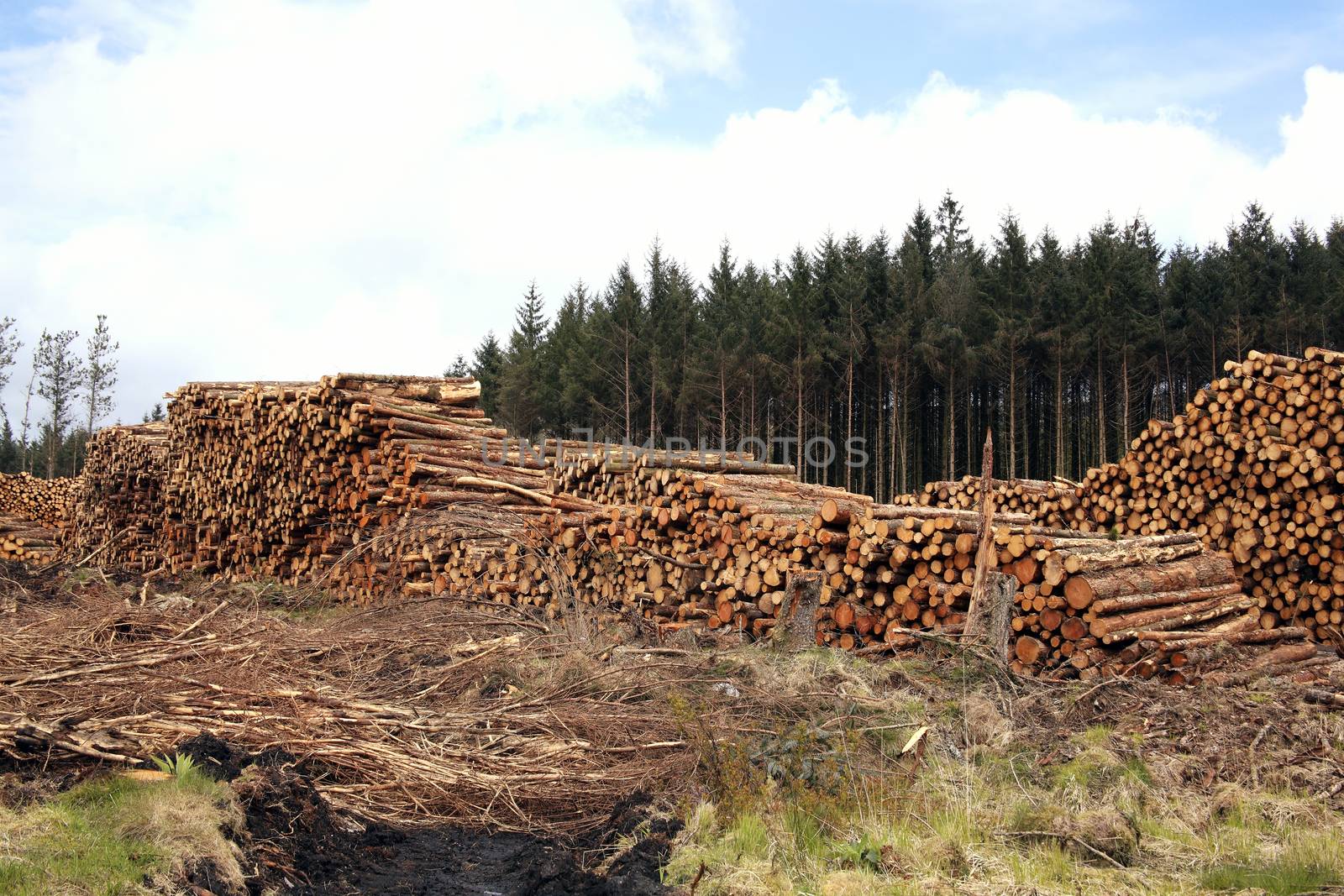 Forest pine trees log trunks felled by the logging timber industry which may have an environment conservation impact stock photo