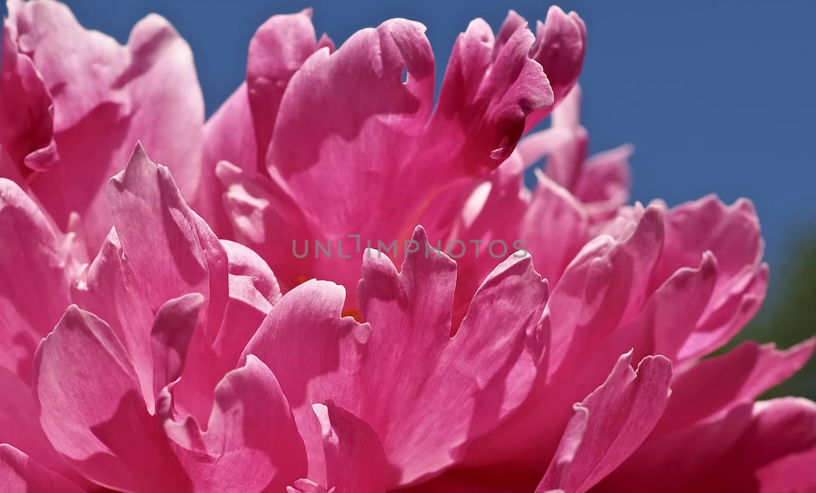 Macro of a pink peony flower