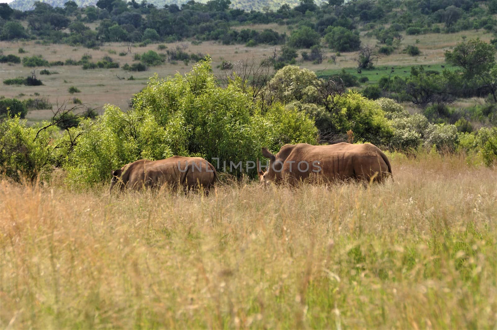 Two white rhinos standing in the savannah in front of some trees