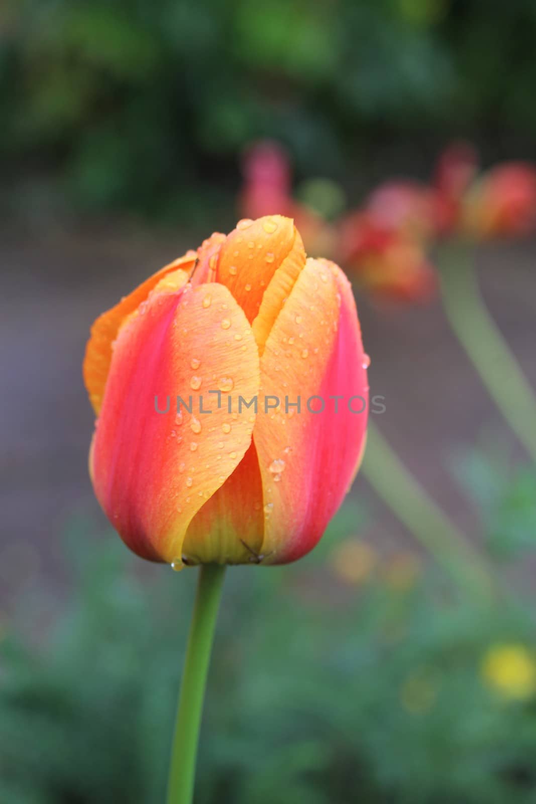 close up of a yellow red tulip by Luise123