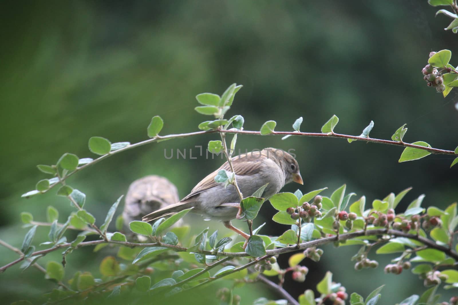 Sparrows on a green branch with green background