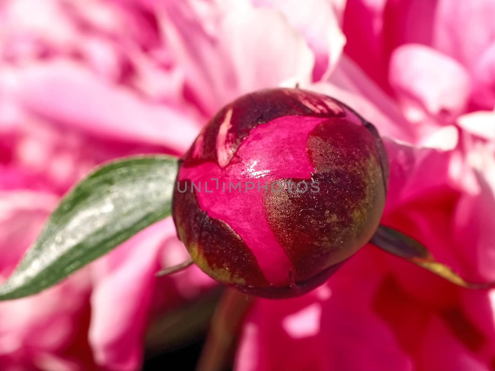 Beautiful macro of a pink peony flower by Stimmungsbilder