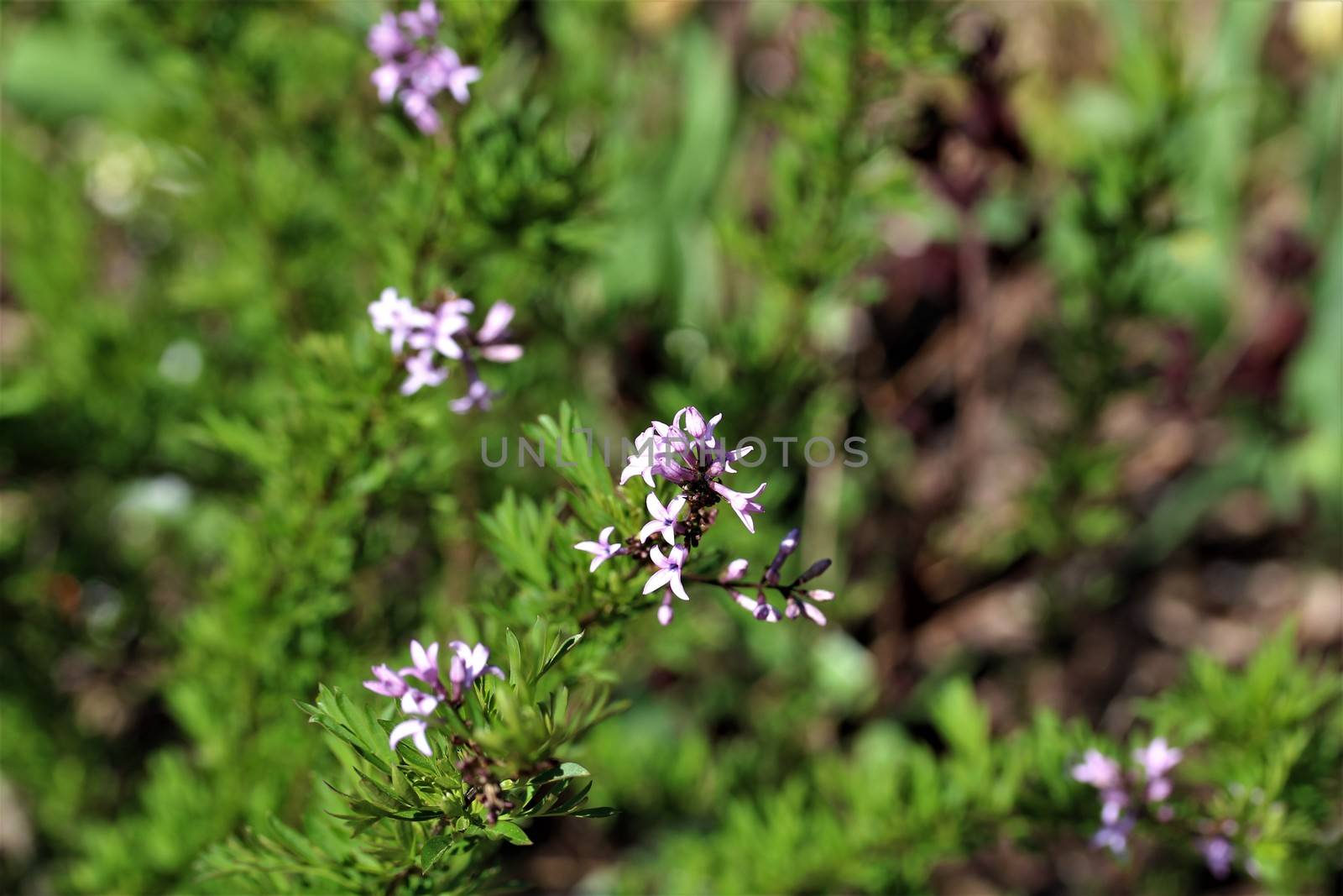 A blooming branch of rosemary with green background