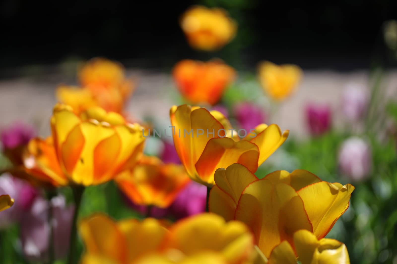 Golden tulips glow in the sun