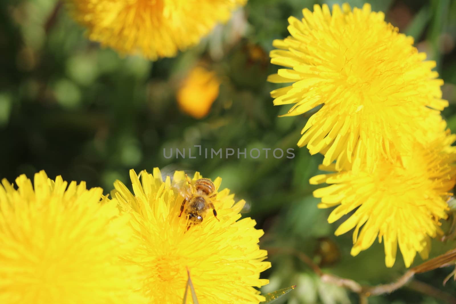 bee collecting pollen on a yellow dandelion flower