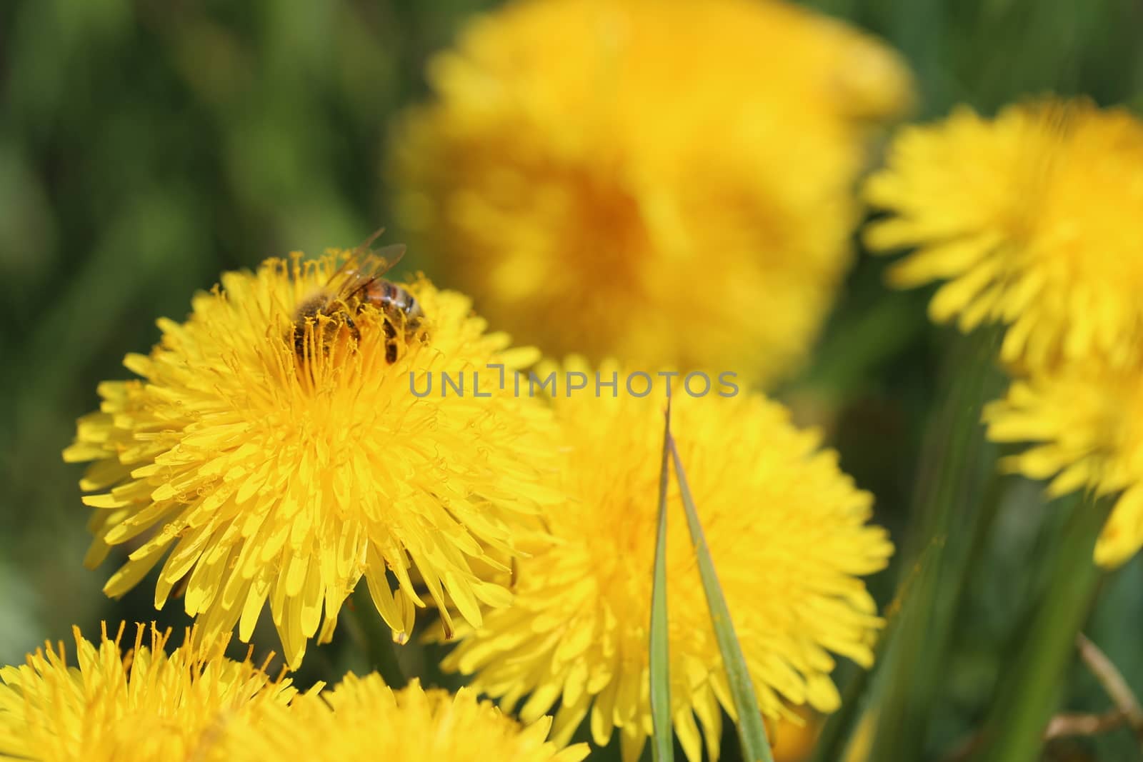 bee collecting pollen on a yellow dandelion flower