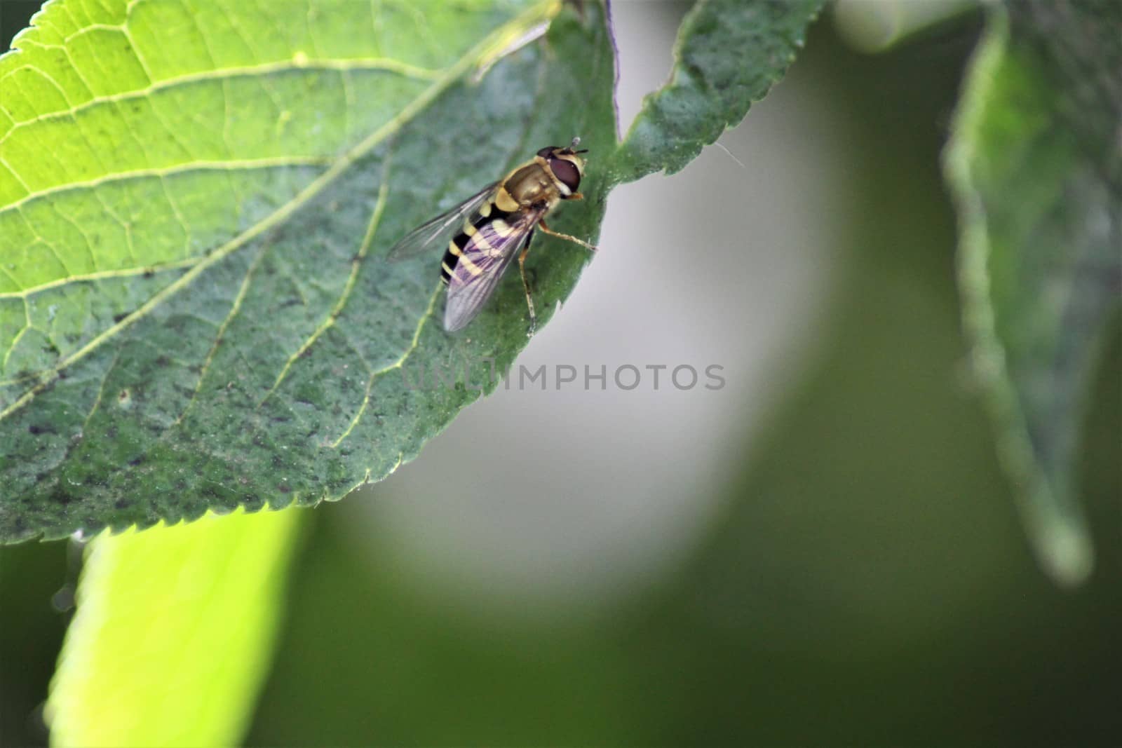 A big hoverfly on a green leaf ,close up with a green background