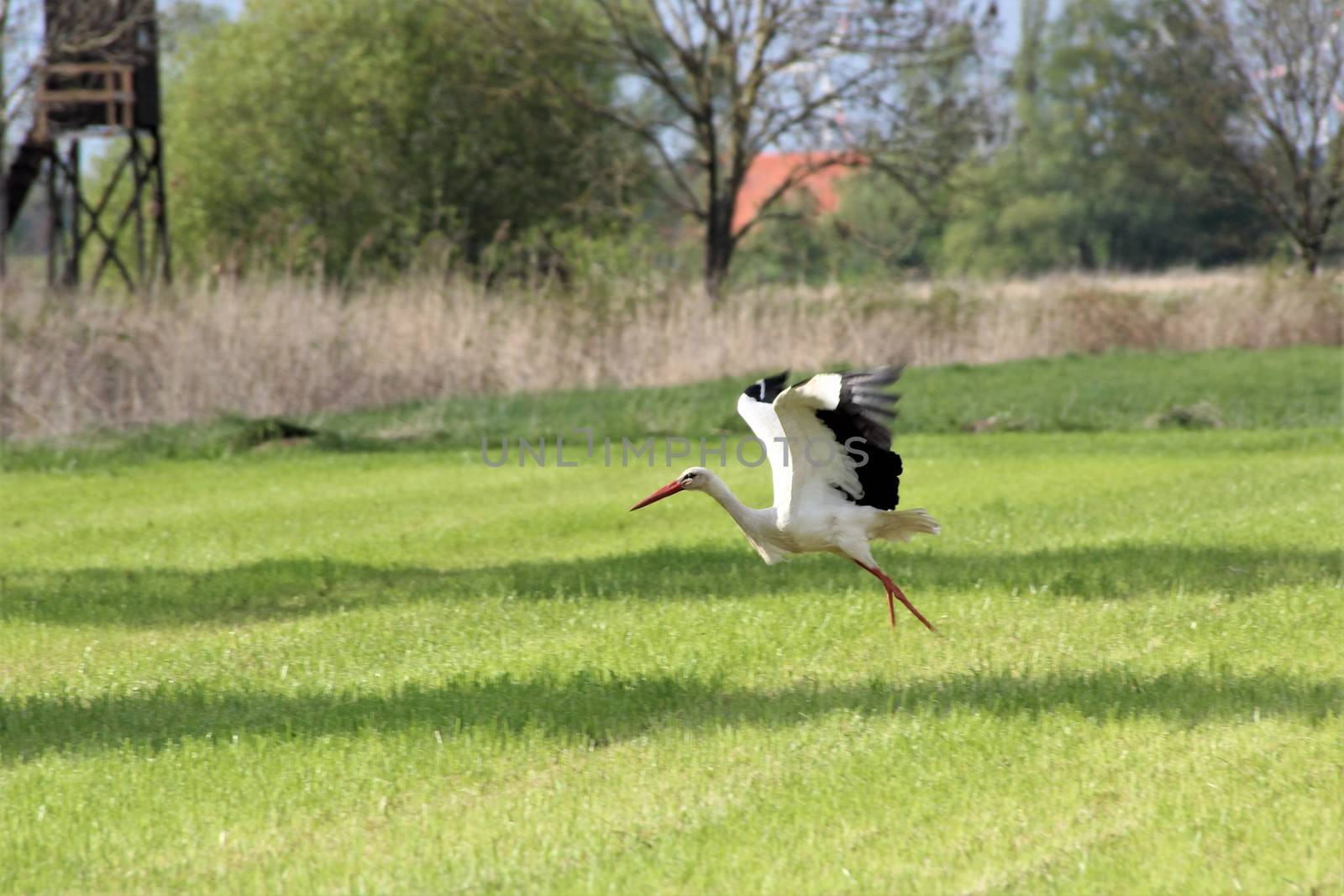 A white storck in flight on a mown grenn pasture