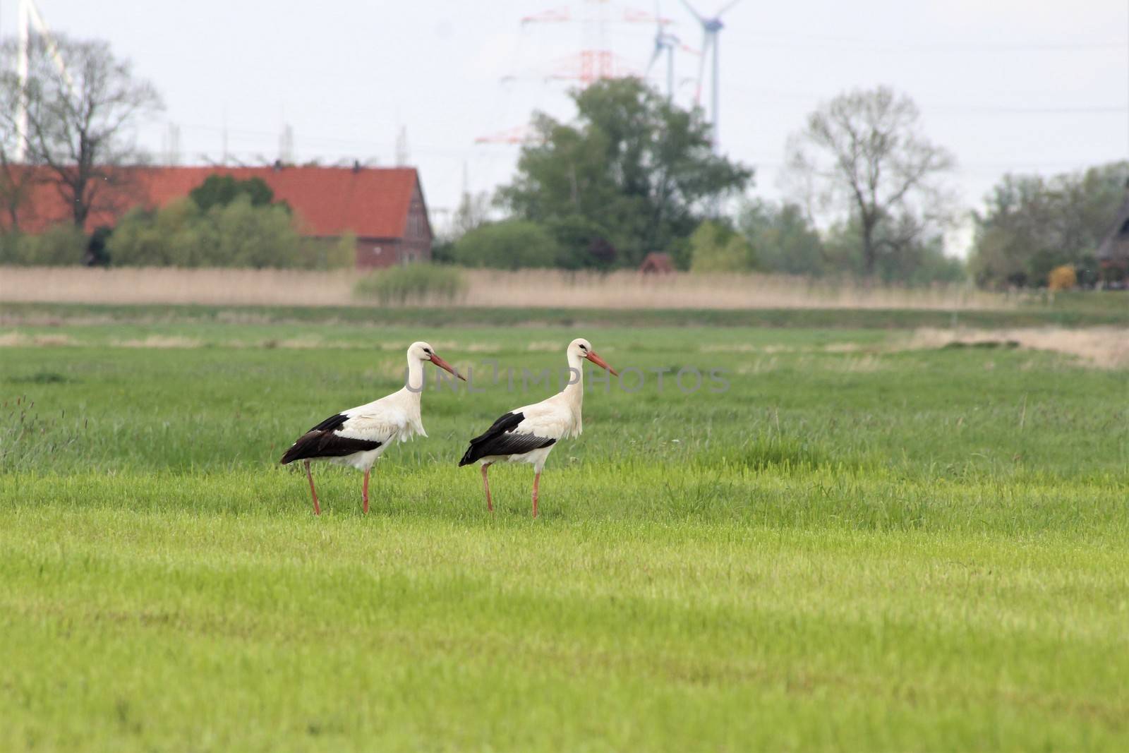 Two white storcks on a mown green pasture