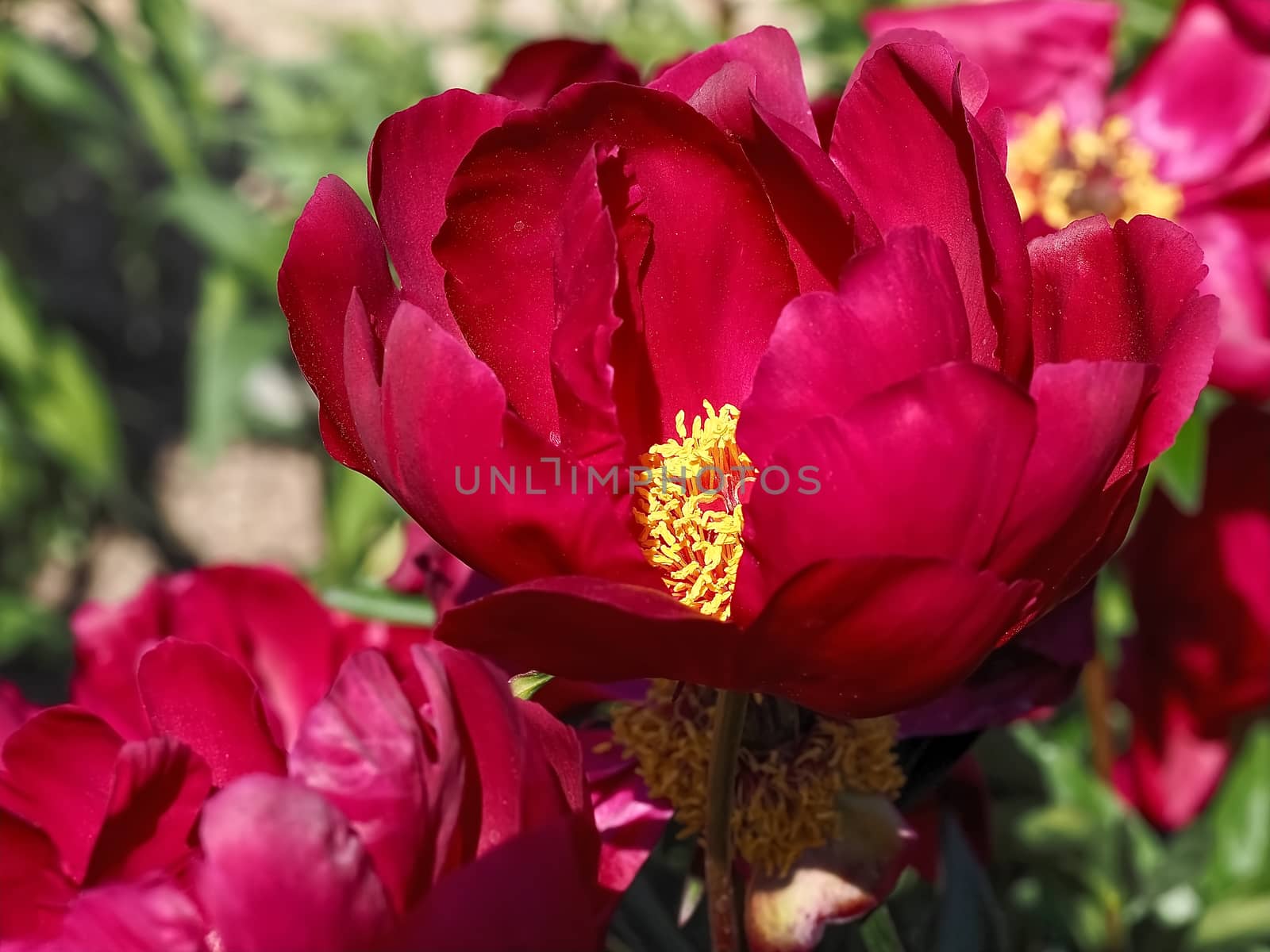 Macro of a red peony flower