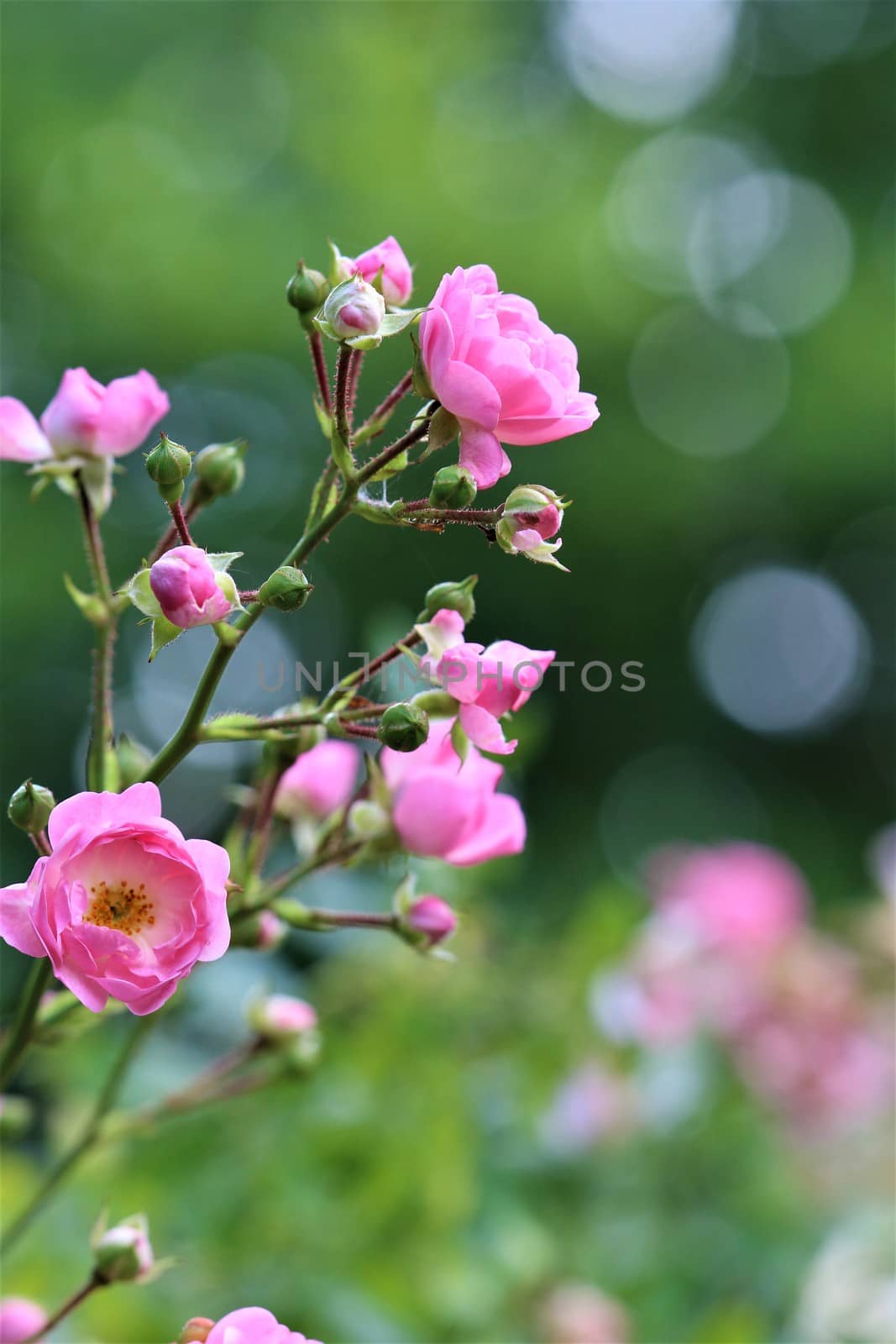 A pink shruh rose against a green background