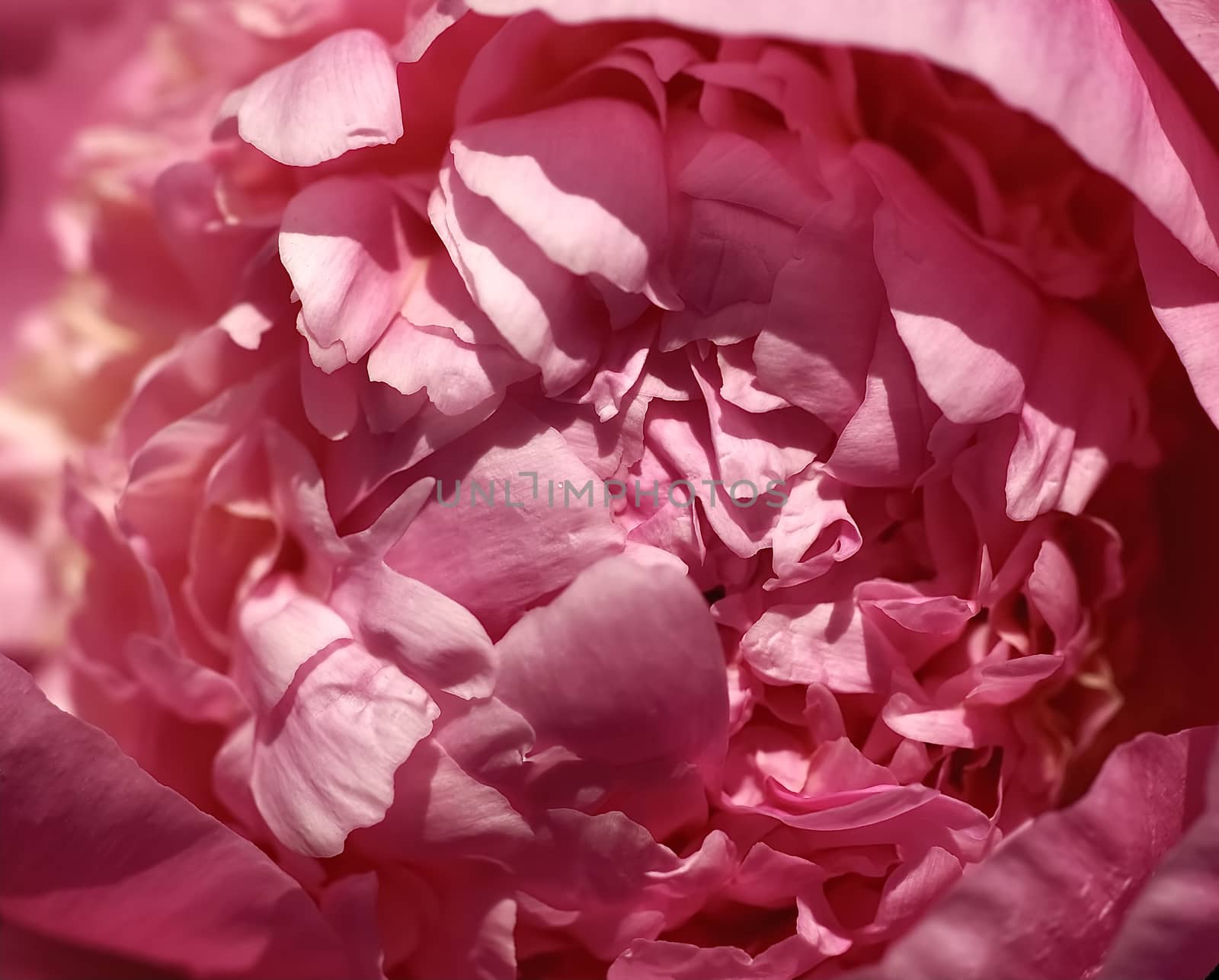 Macro of a pink peony flower