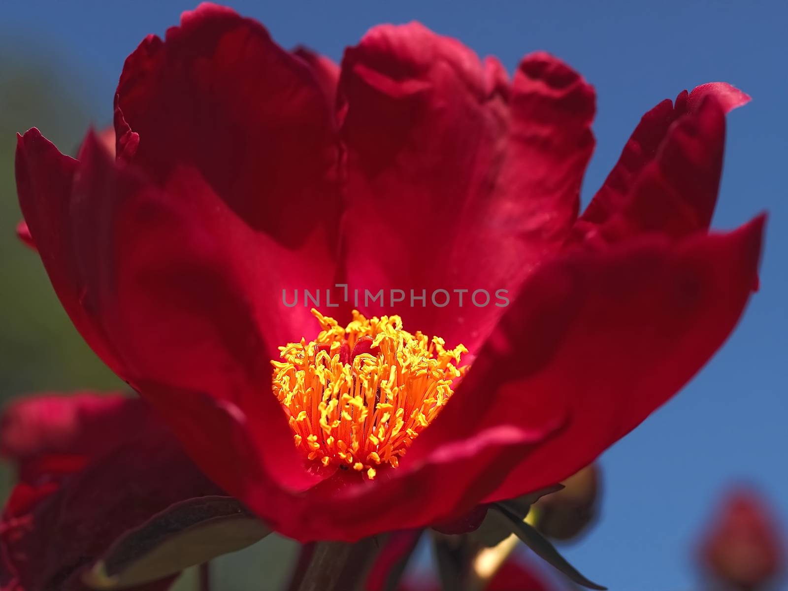 Macro of a red peony flower
