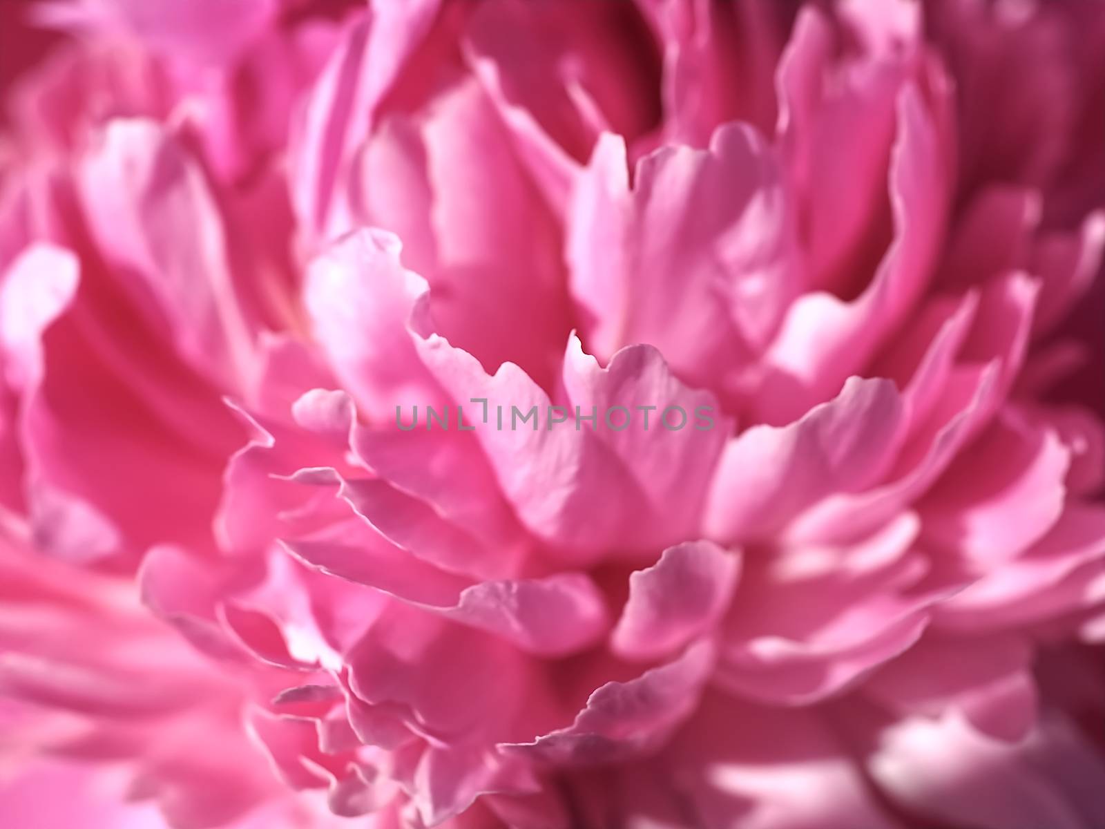 Macro of a pink peony flower