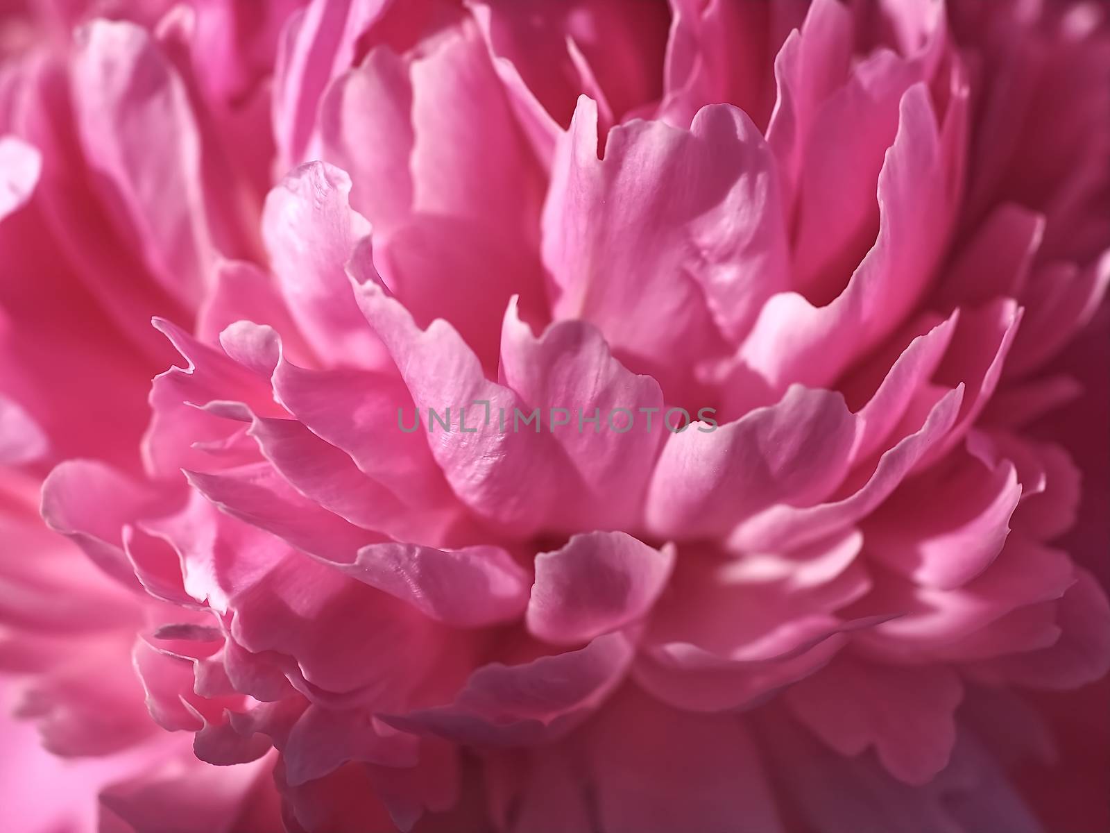 Macro of a pink peony flower