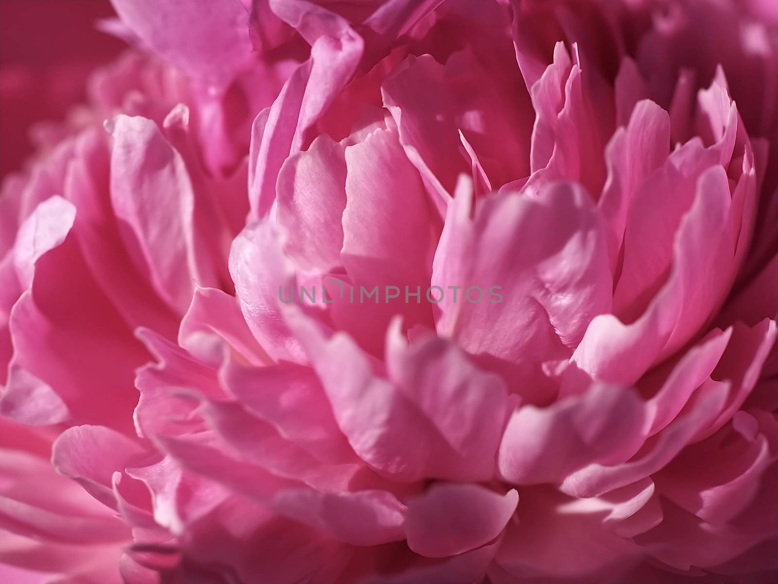 Macro of a pink peony flower