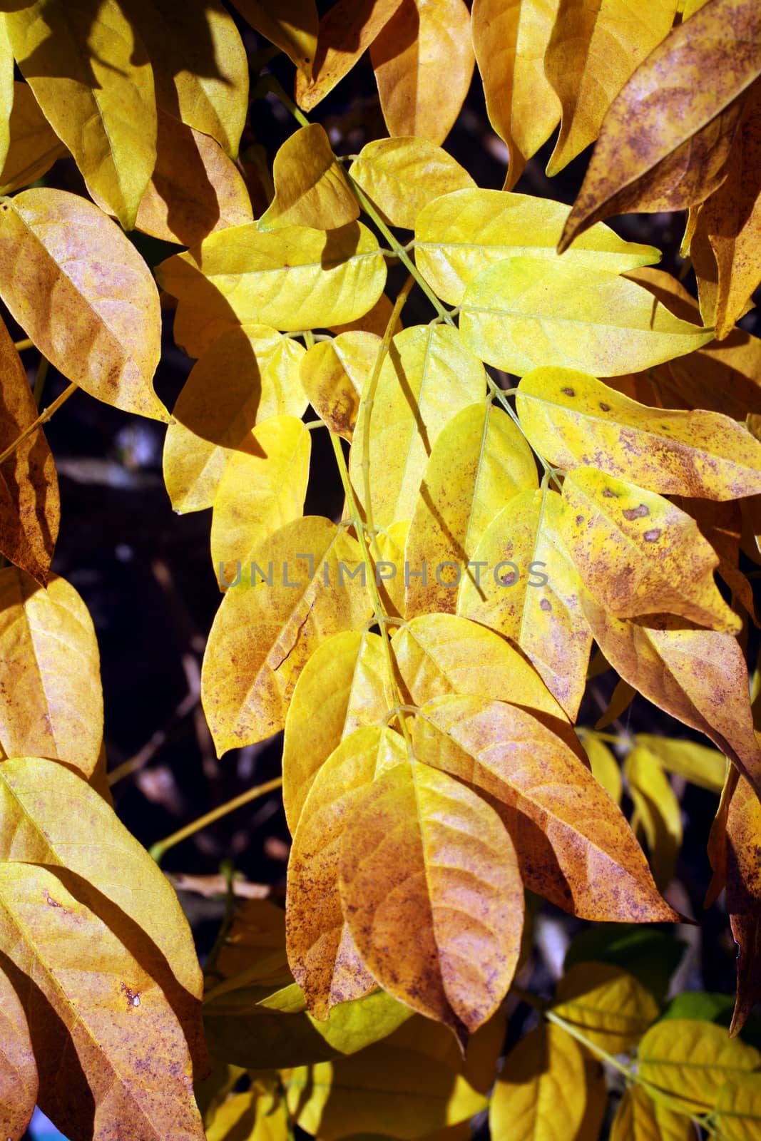 Leaves turning a golden yellow in the Autumn fall stock photo