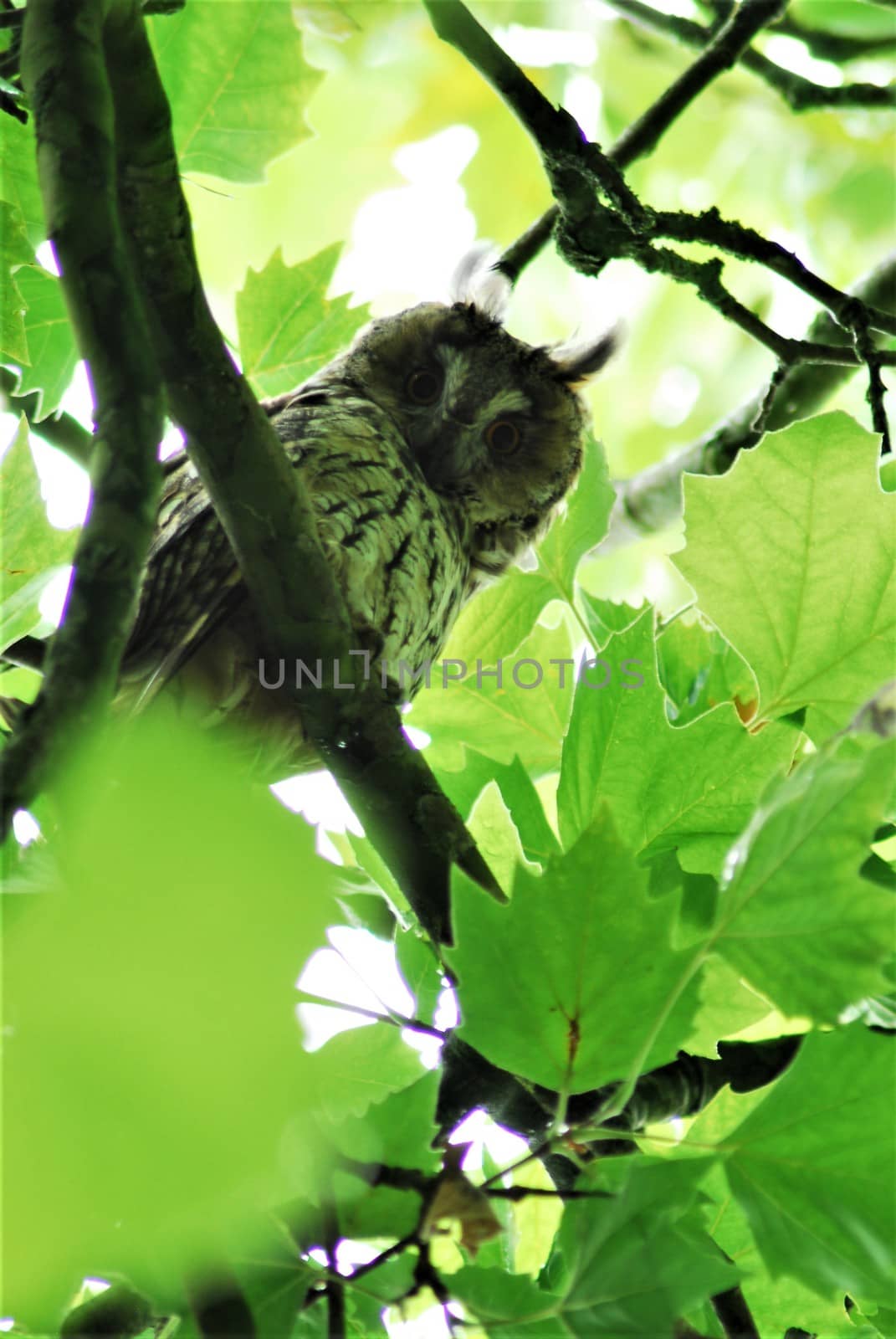 A tawny owl sits in the foliage of the plane tree