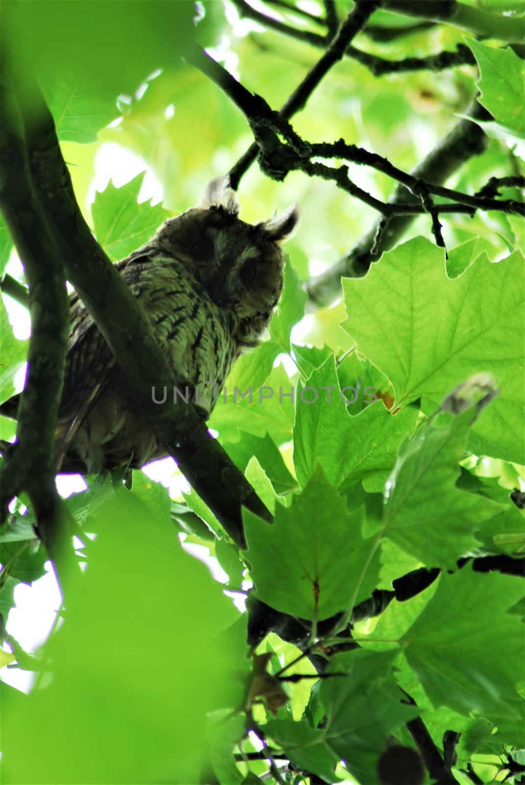A tawny owl sits in the foliage of the plane tree