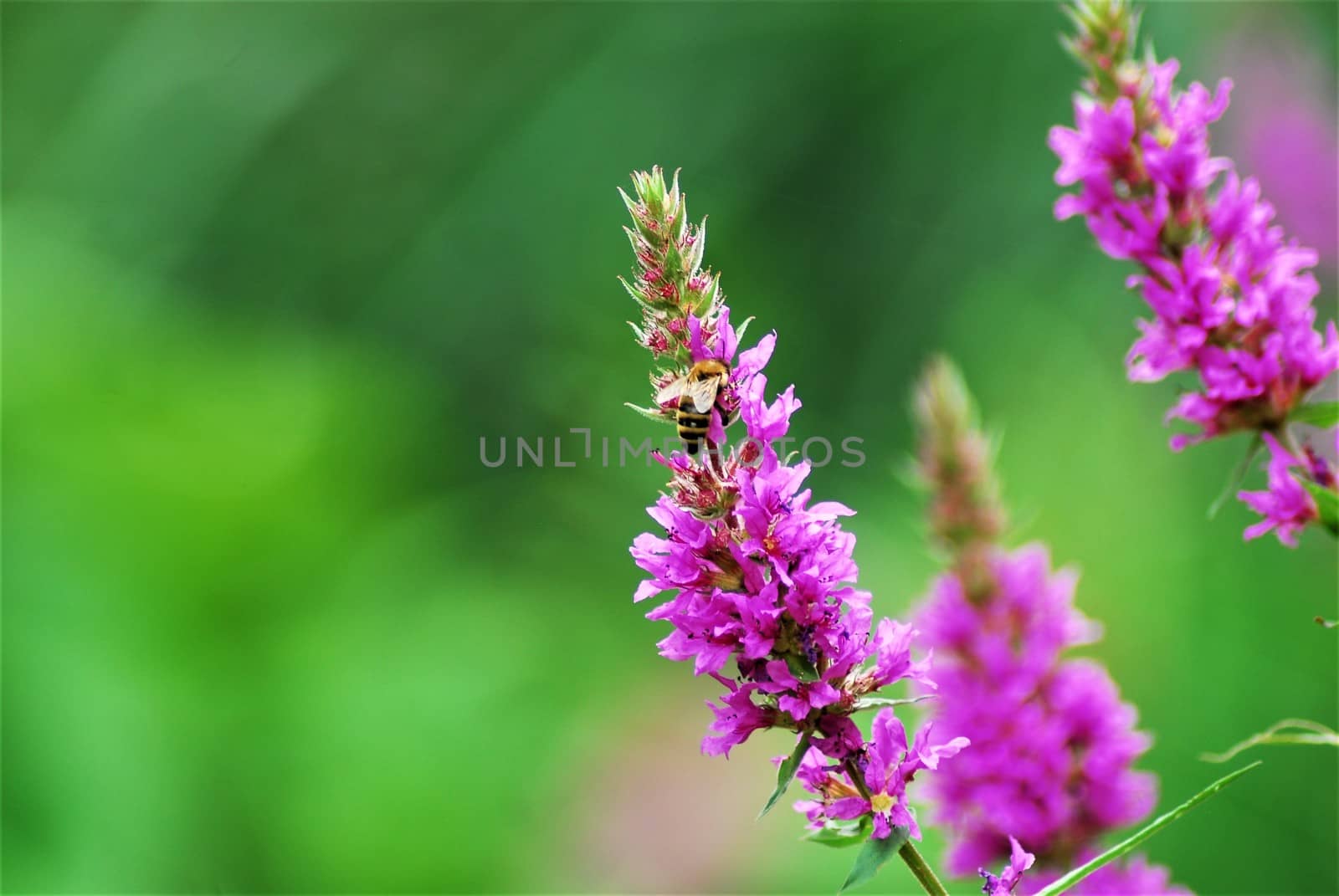 Bee on a loosestrife flower against a gray background