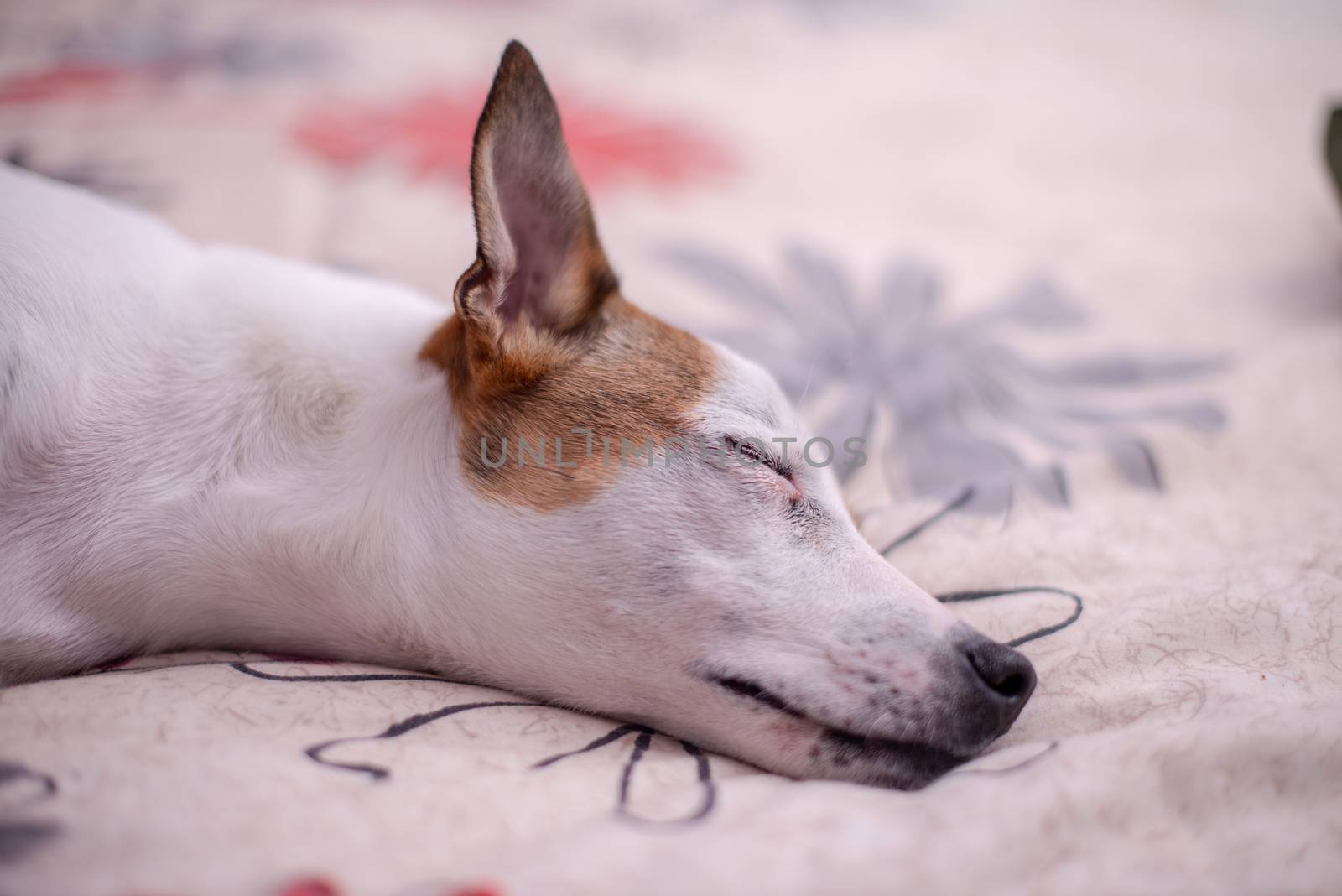 Puppy fast asleep on bed