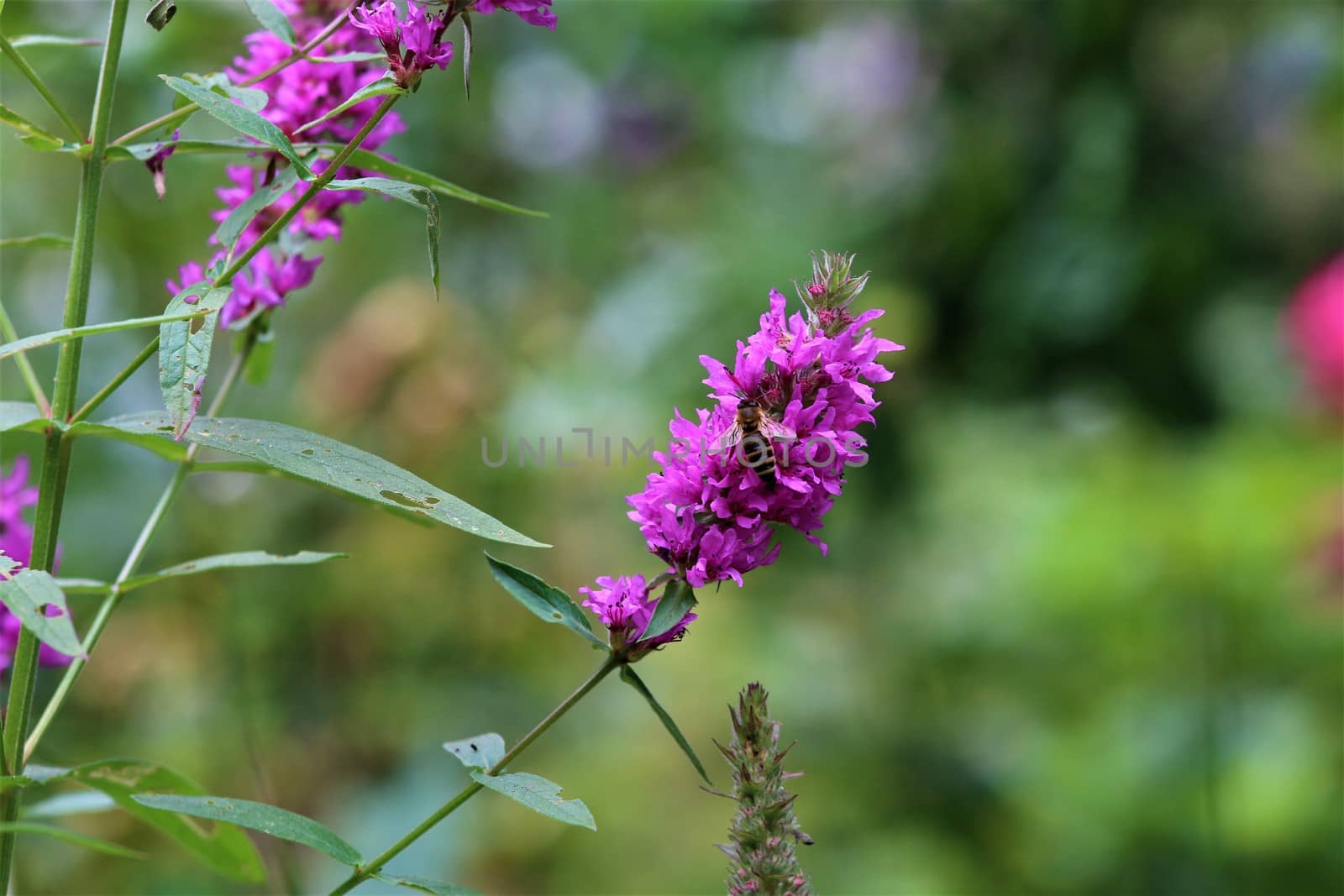 Bee on a loosestrife flower against a green background