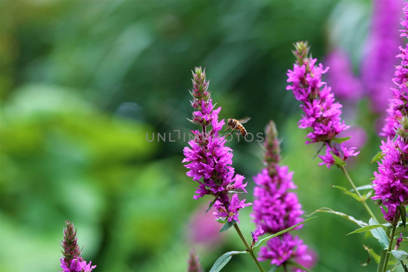 Bee on a loosestrife flower against a green background