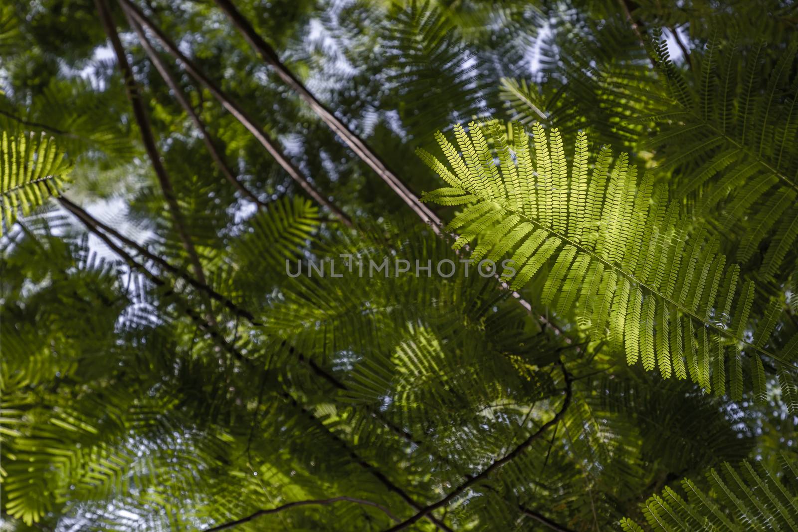 Detail of sunlight passing through small green leaves of Persian by tosirikul