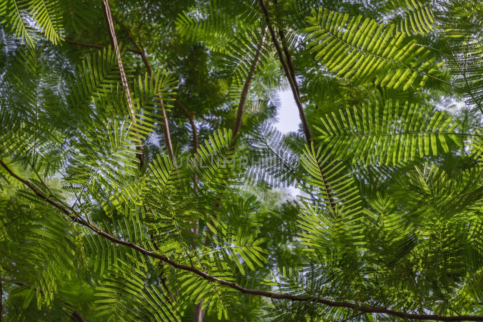 Detail of sunlight passing through small green leaves of Persian silk tree (Albizia julibrissin) on blurred greenery of garden. Atmosphere of calm relaxation. Nature concept for design. No focus, specifically.