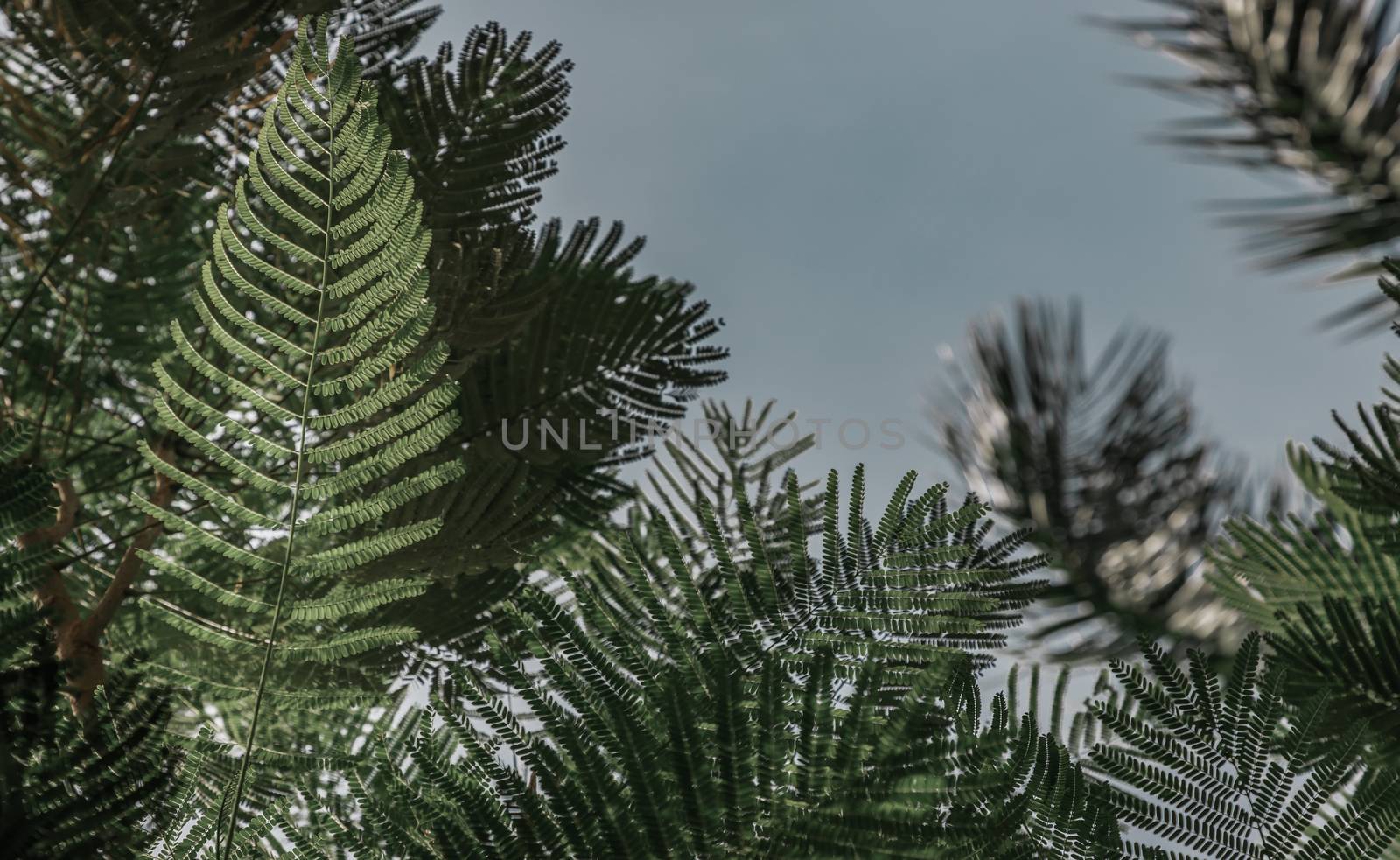 Detail of sunlight passing through small green leaves of Persian silk tree (Albizia julibrissin) on blurred greenery of garden. Atmosphere of calm relaxation. Nature concept for design. Selective focus.