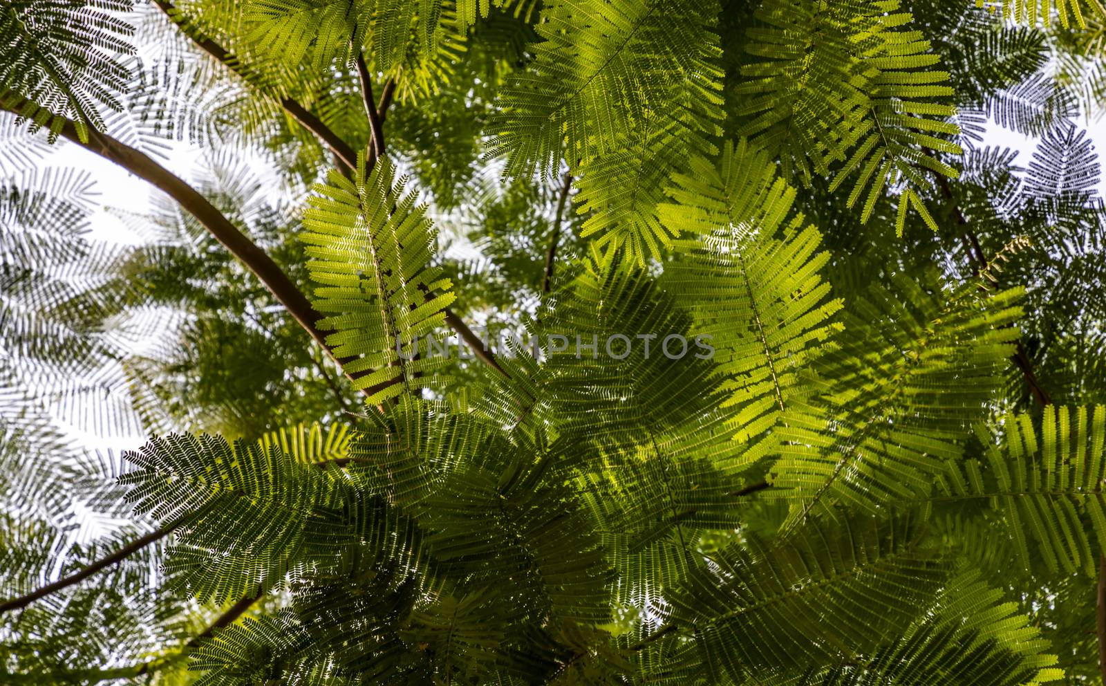 Detail of sunlight passing through small green leaves of Persian by tosirikul