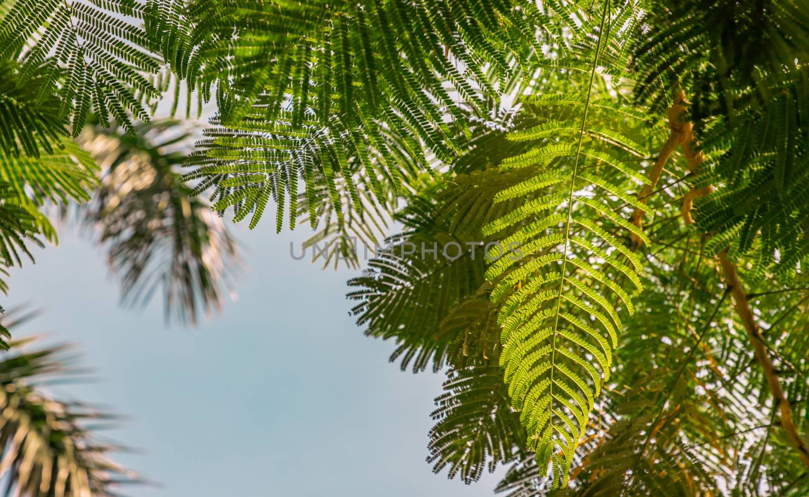 Detail of sunlight passing through small green leaves of Persian by tosirikul