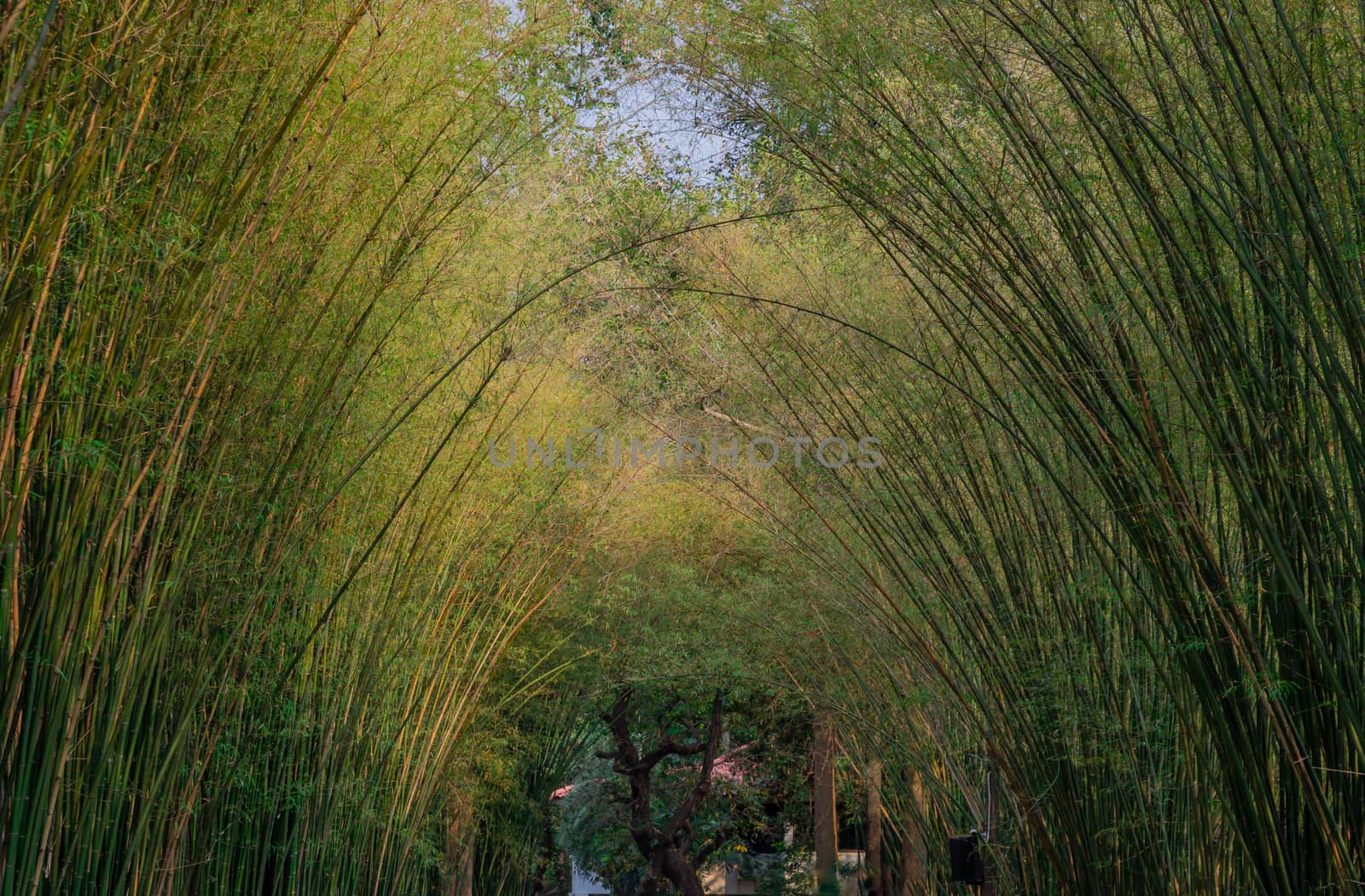 Nature landscape view of Tunnel bamboo with natural light. Green bamboo tunnel in tropical rainforest at Nakhonnayok. No focus, specifically.