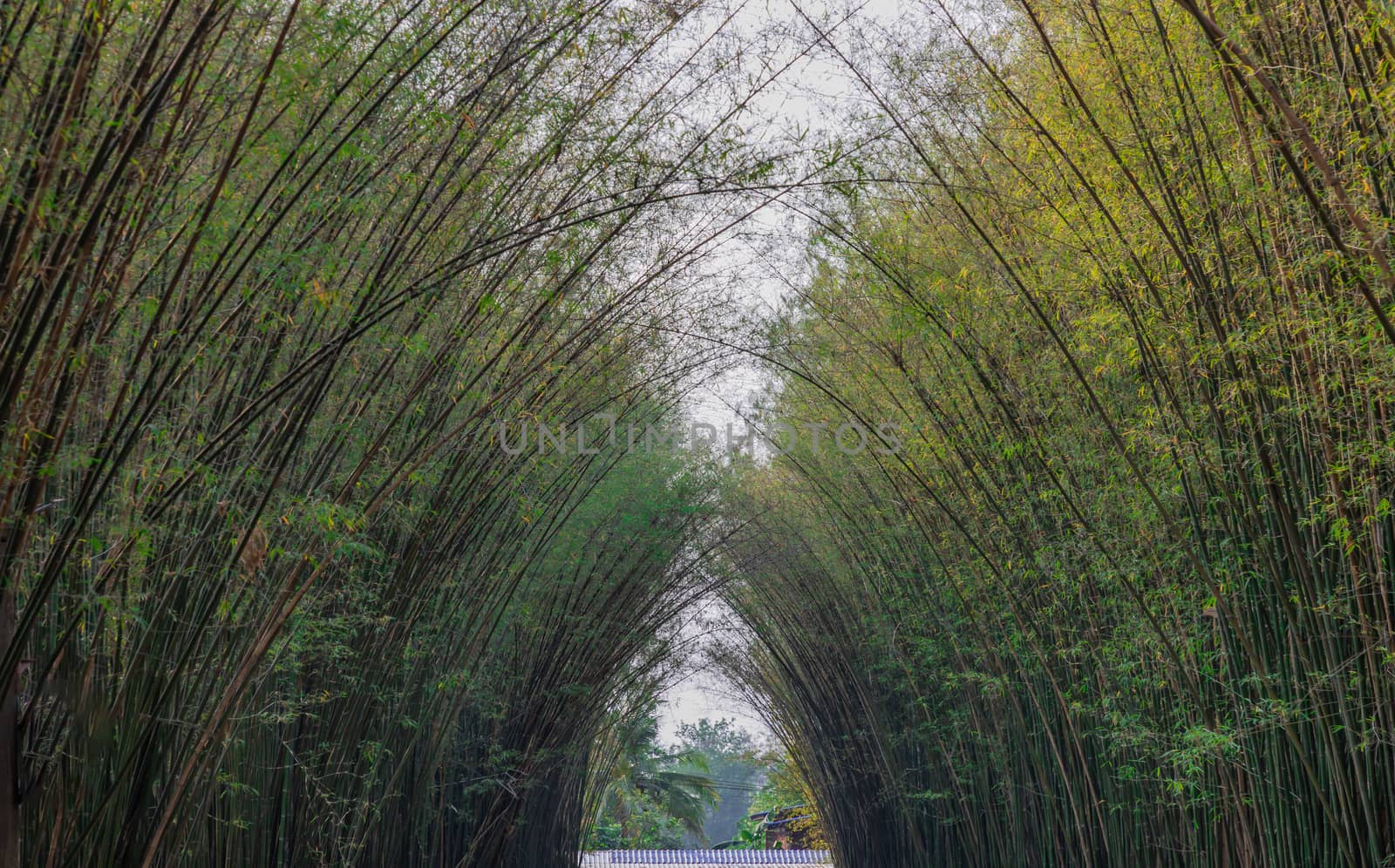 Nature landscape view of Tunnel bamboo with natural light. Green bamboo tunnel in tropical rainforest at Nakhonnayok. No focus, specifically.