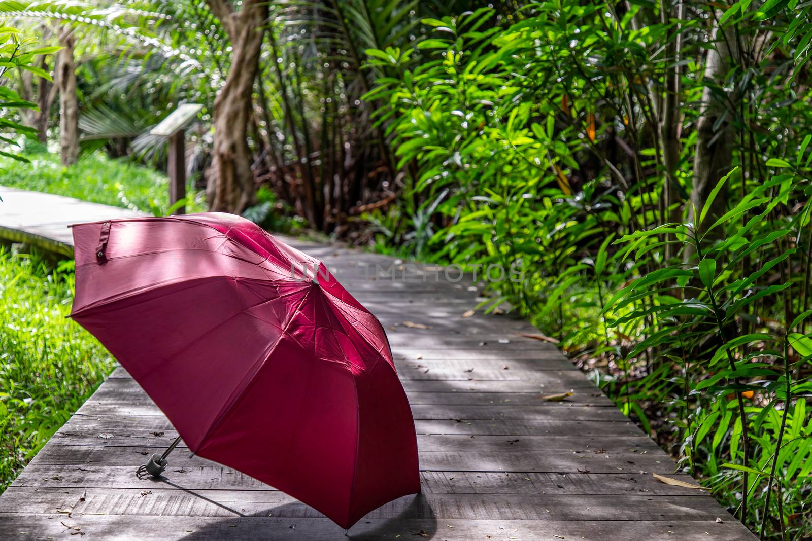 The red umbrella Placed in a wooden walkway in a sunny day.