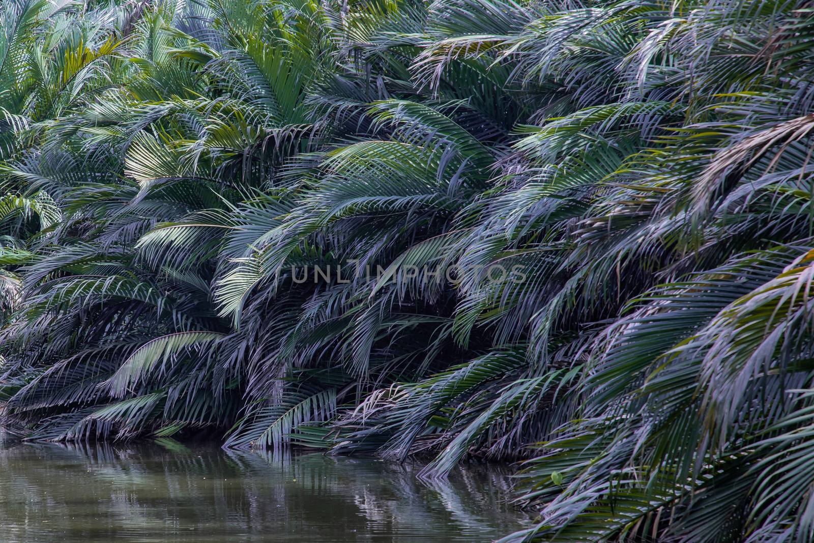 The beauty of the tropical natural background. Jungle landscape of trees that grow in mangrove forests.