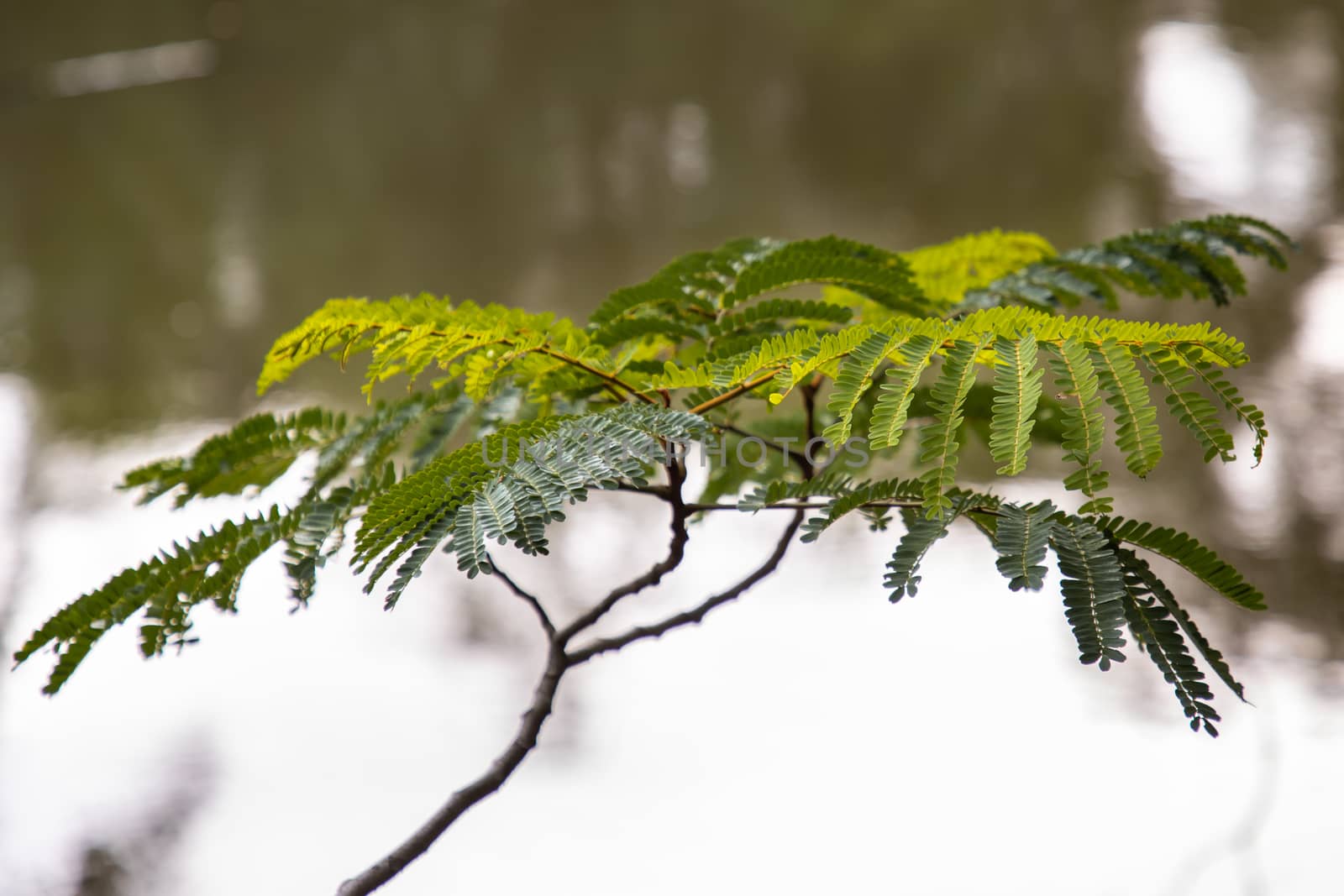 Young alder branch with green leaves stick out over the water. Nature background